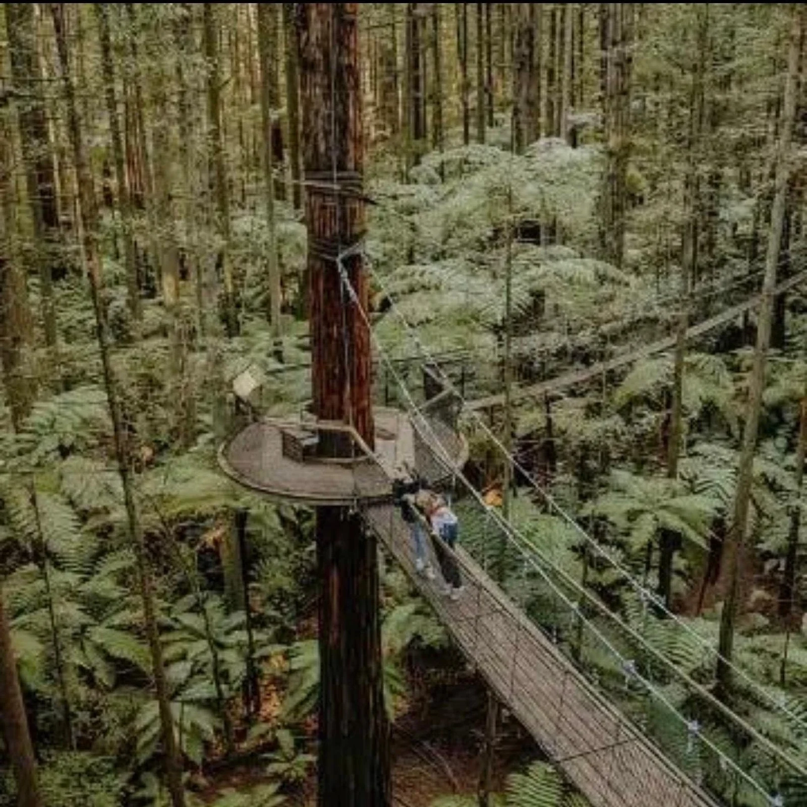 Explore Rotorua from Auckland with private transport and an adaptable route