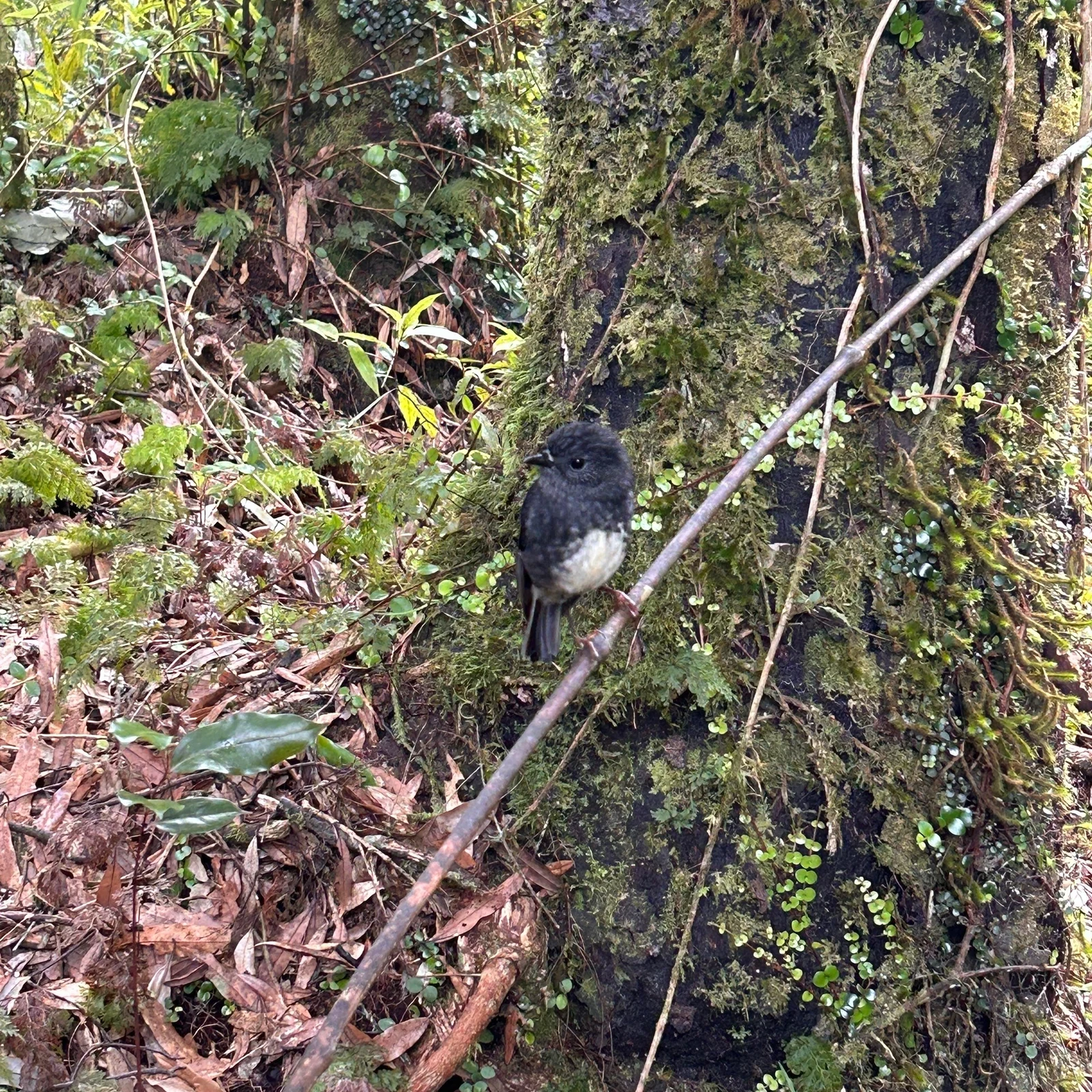 Cruza el bosque de Rotorua por seis tirolinas