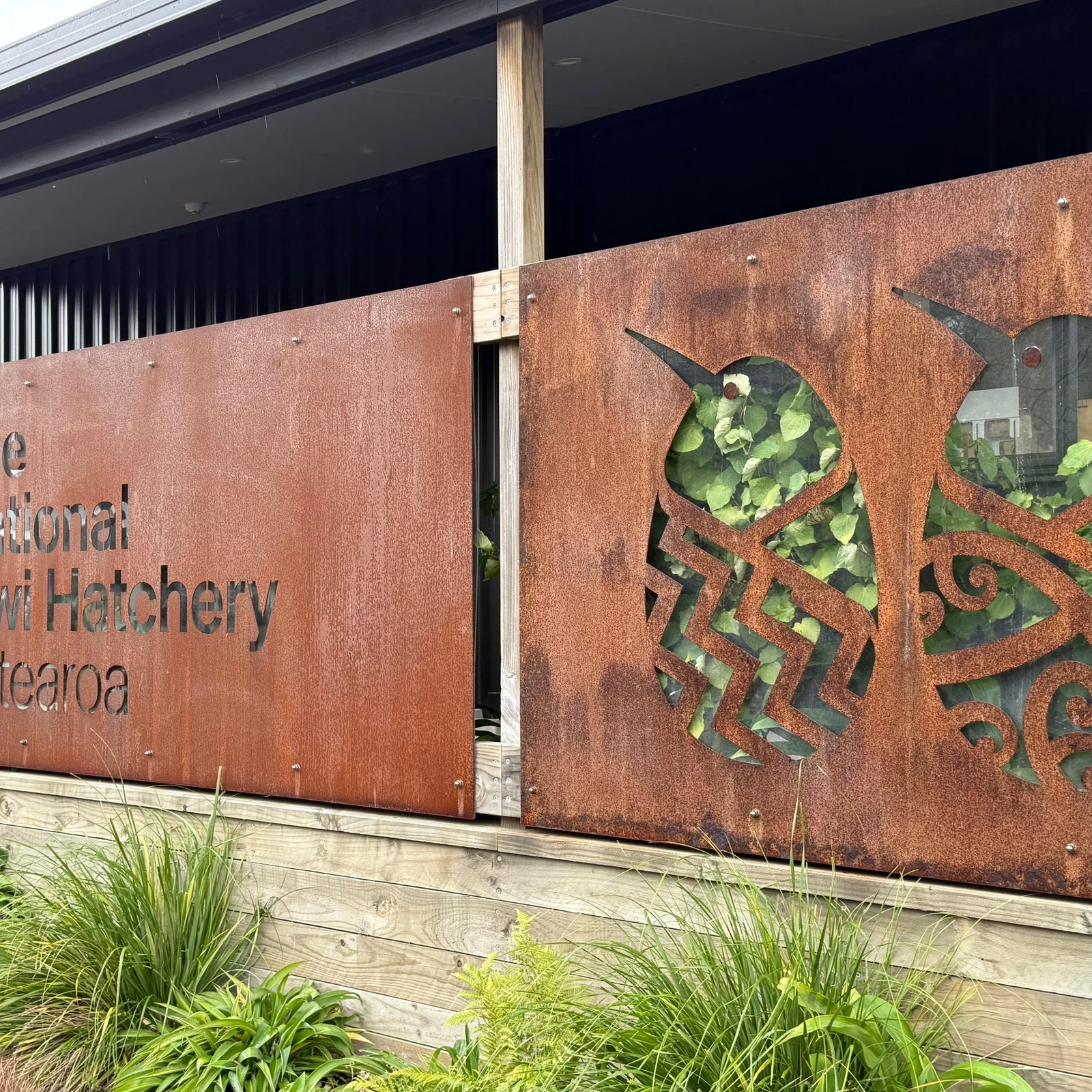 See how Rotorua’s National Kiwi Hatchery protects New Zealand’s iconic bird