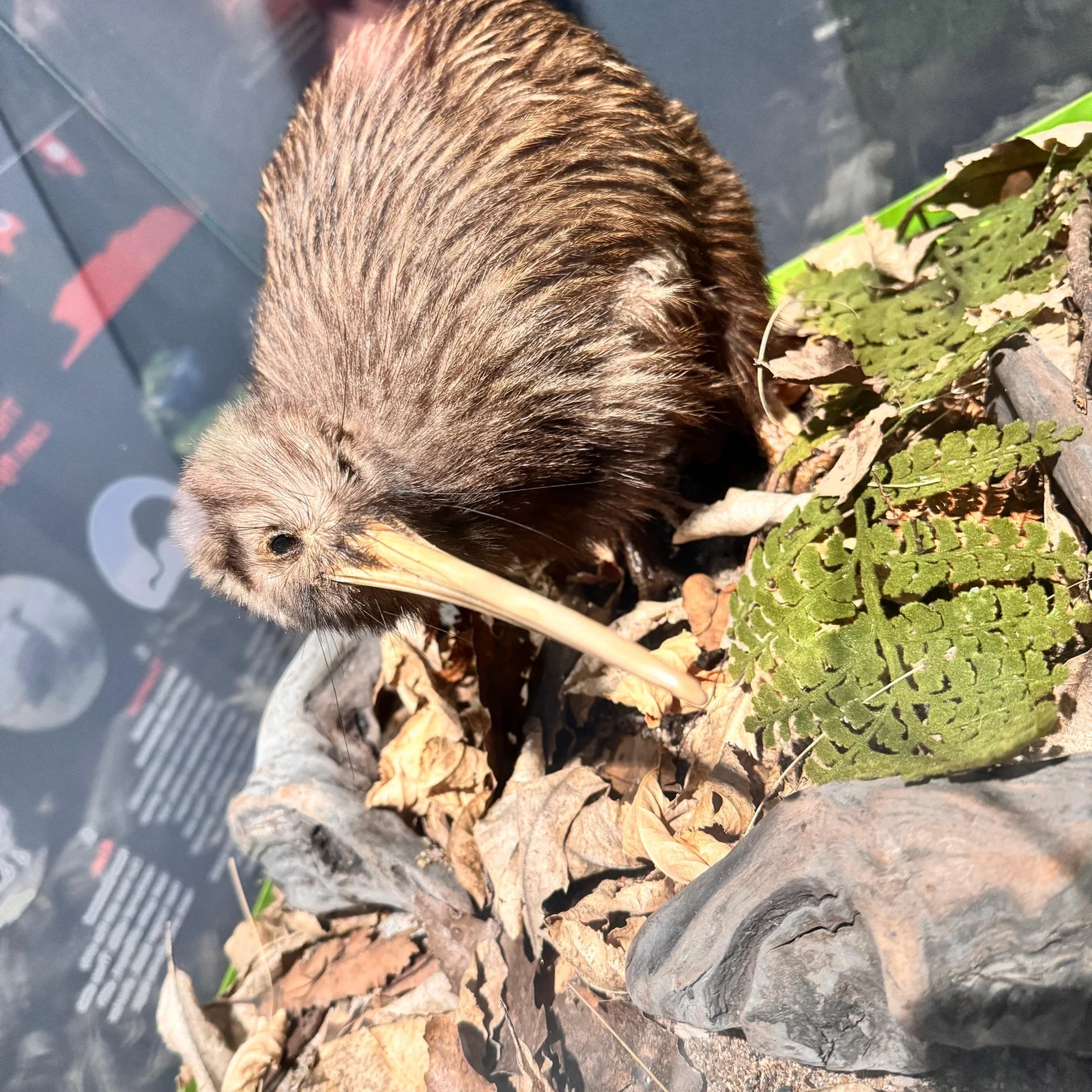 See how Rotorua’s National Kiwi Hatchery protects New Zealand’s iconic bird