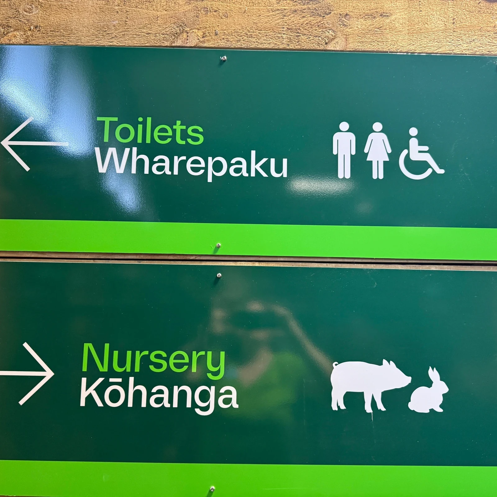 See how Rotorua’s National Kiwi Hatchery protects New Zealand’s iconic bird