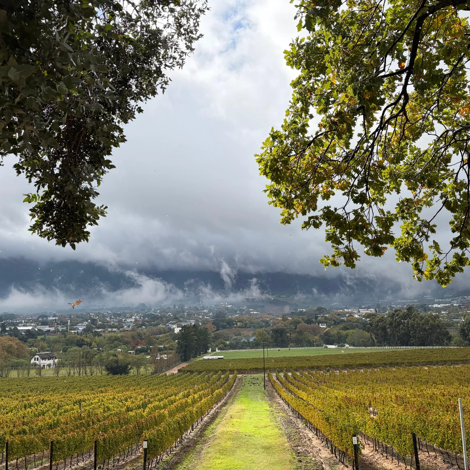 Explorez les domaines de Franschhoek sans prendre le volant
