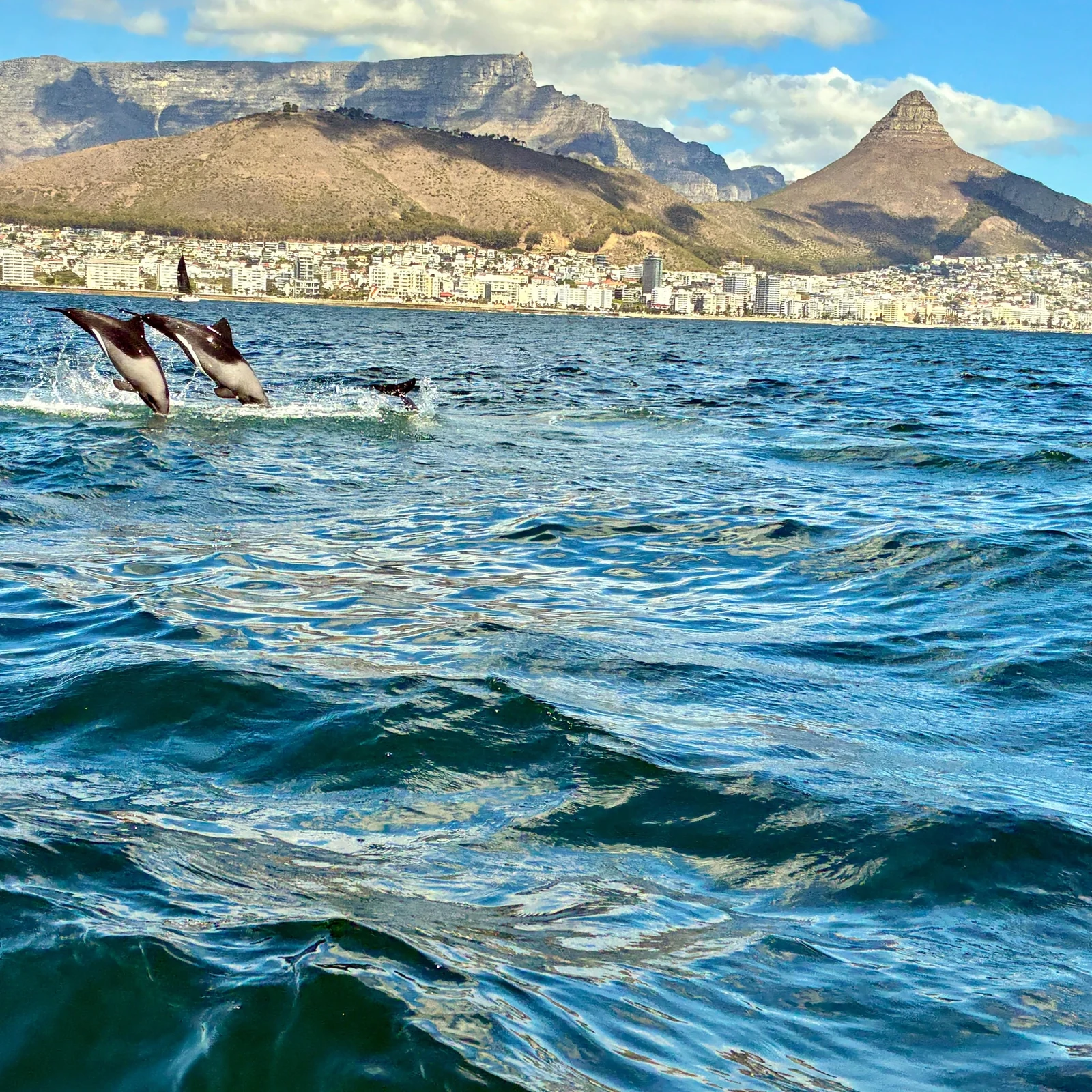 Partez à la recherche de la faune marine dans Table Bay