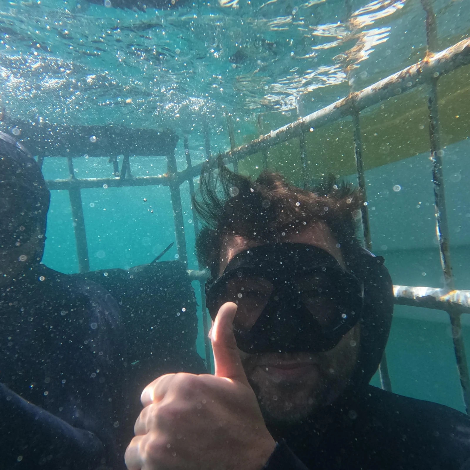 Watch sharks and enter the cage off Gansbaai