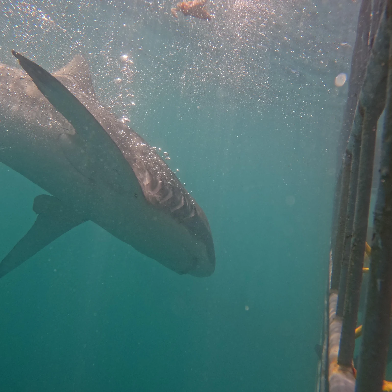 Watch sharks and enter the cage off Gansbaai