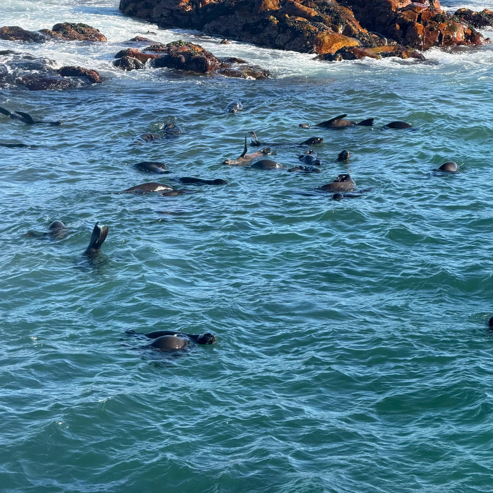 Partez à la recherche des Big 5 marins au large de Gansbaai