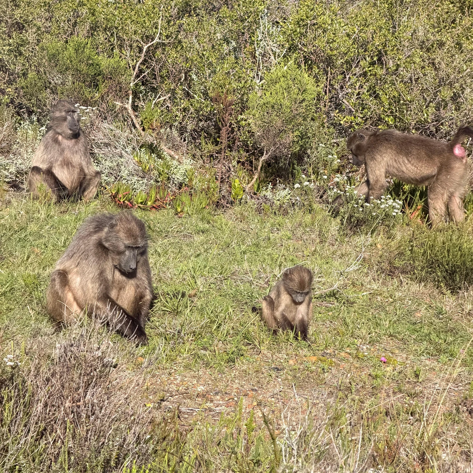 Manchots, Cape Point et côte atlantique en une journée