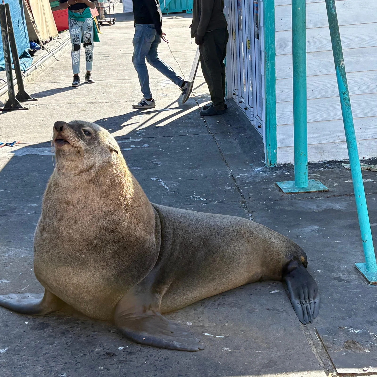Otaries et paysages côtiers lors d'une courte croisière depuis Hout Bay