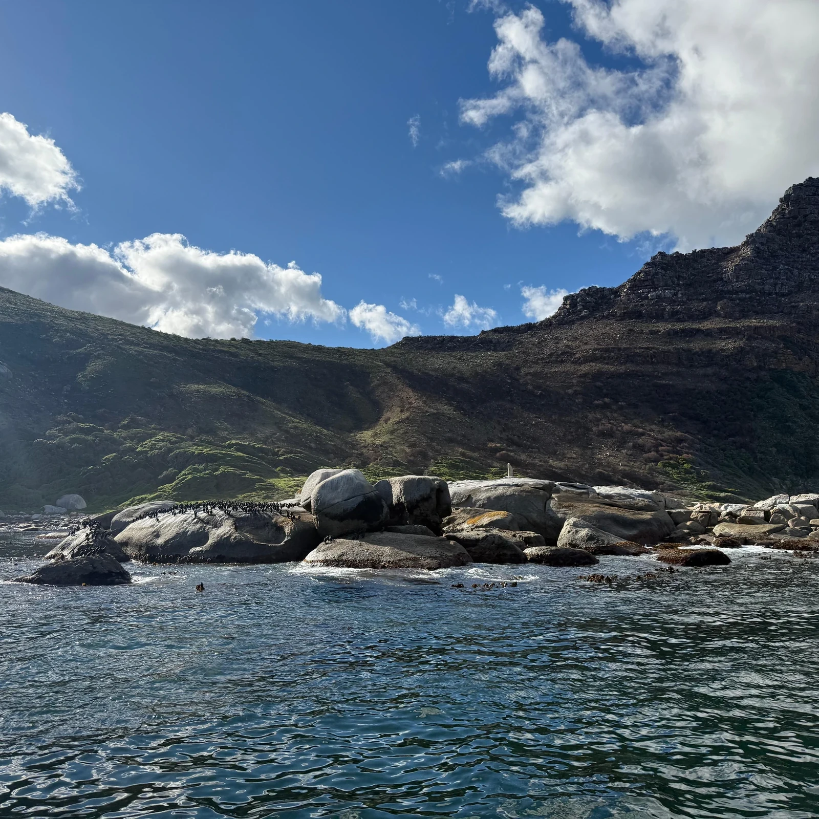 Robben und Küstenlandschaft auf einer kurzen Fahrt ab Hout Bay