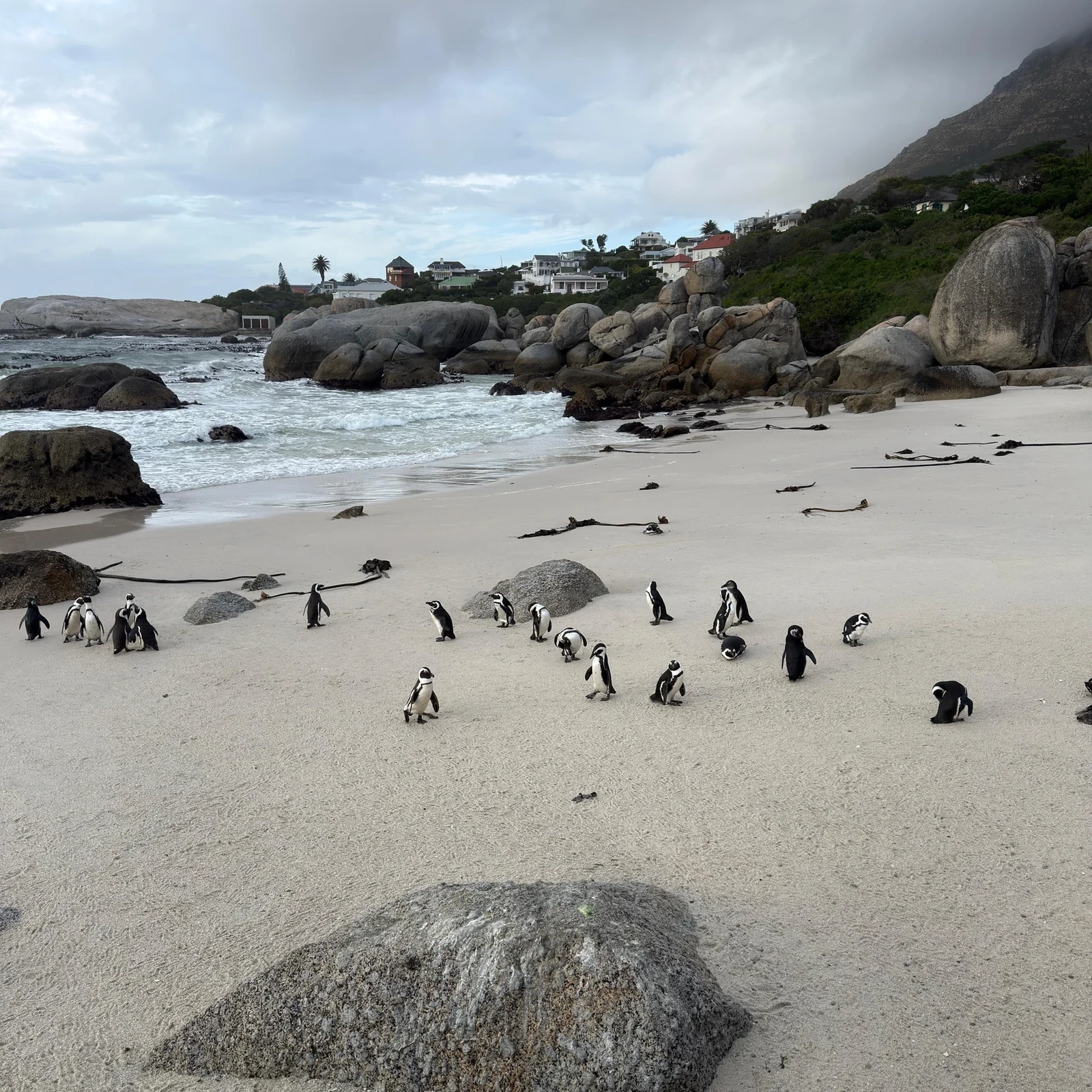 Cape Point et les manchots lors d'une excursion compacte depuis Le Cap