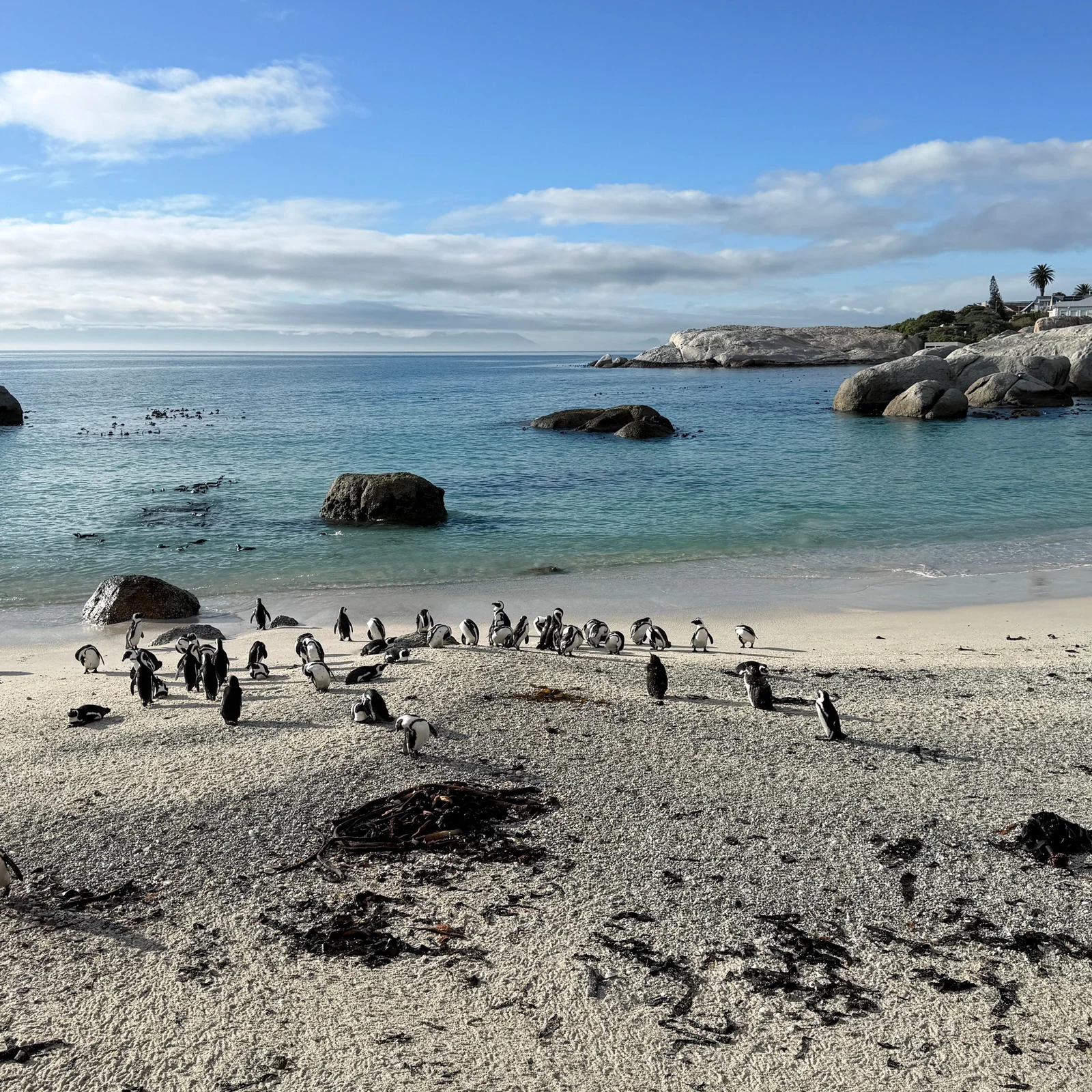 Cape Point et les manchots lors d'une excursion compacte depuis Le Cap