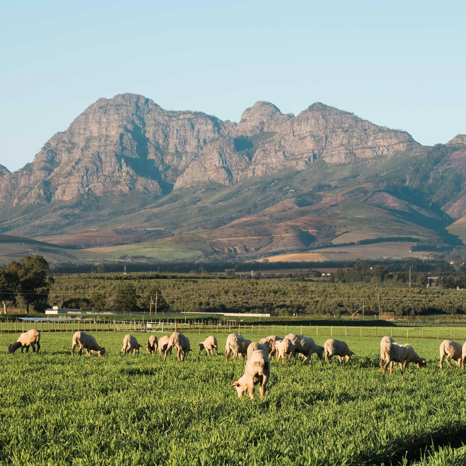 Deux domaines et onze vins lors d'une escapade à Stellenbosch