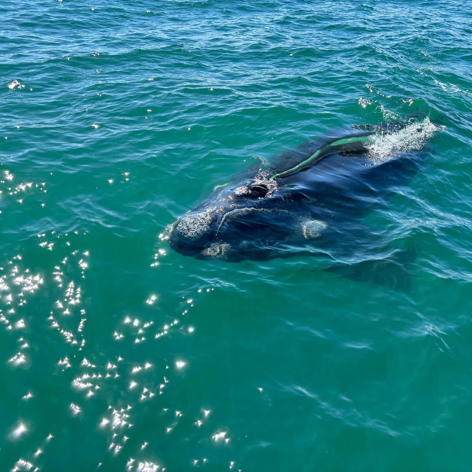 Partez chercher les baleines au large de Gansbaai sans organiser le transfert depuis Le Cap