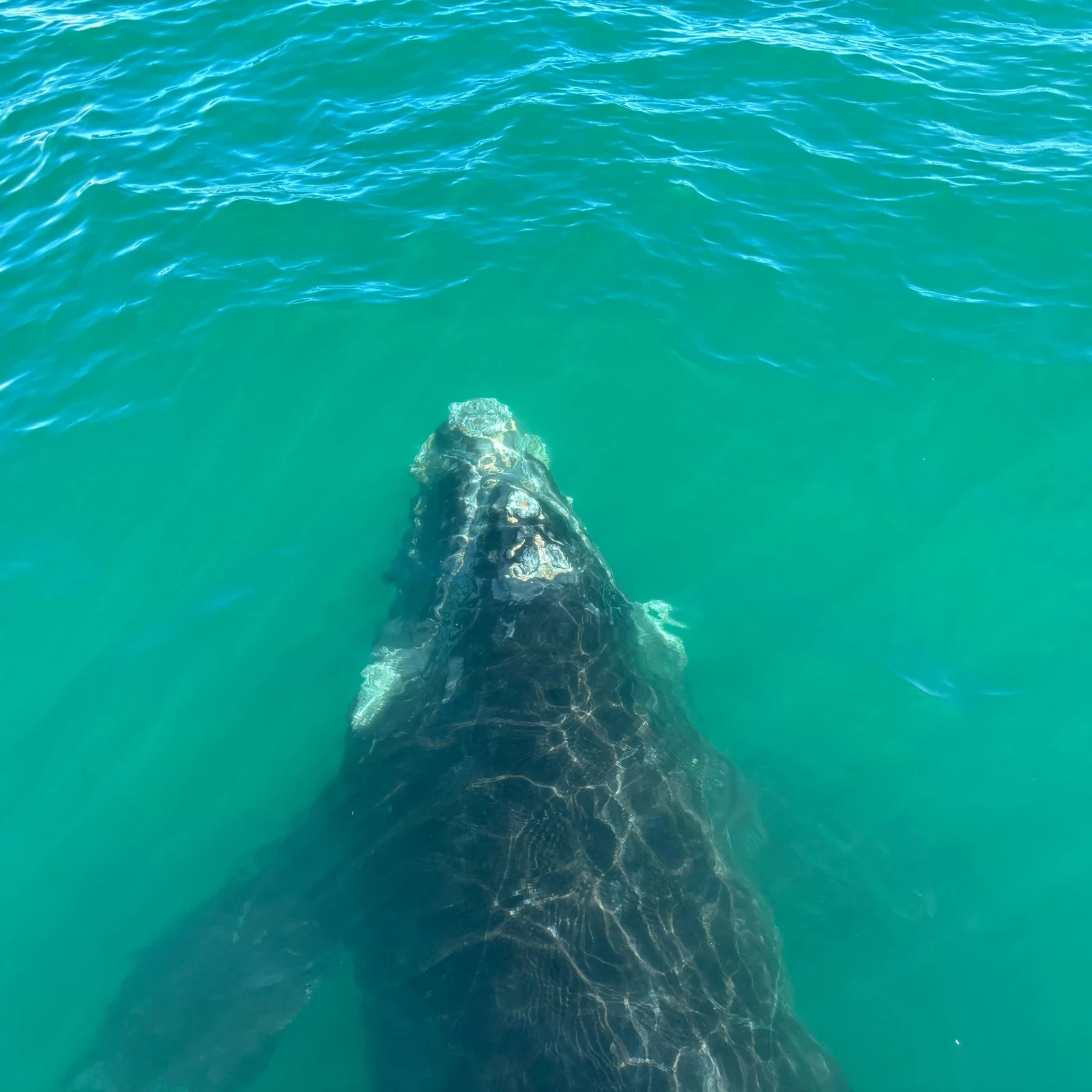 Search for whales off Gansbaai without arranging the transfer from Cape Town