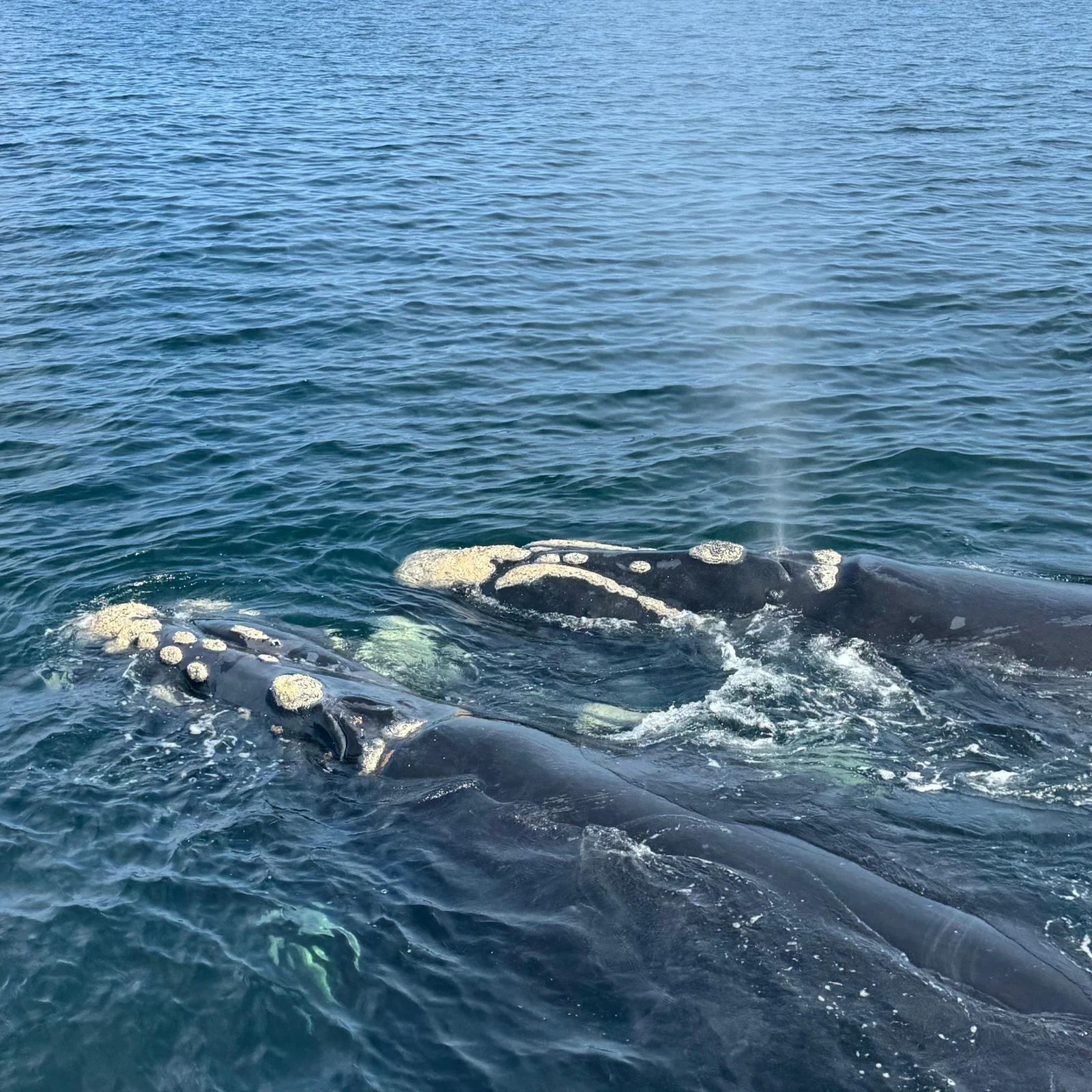 Search for whales off Gansbaai without arranging the transfer from Cape Town