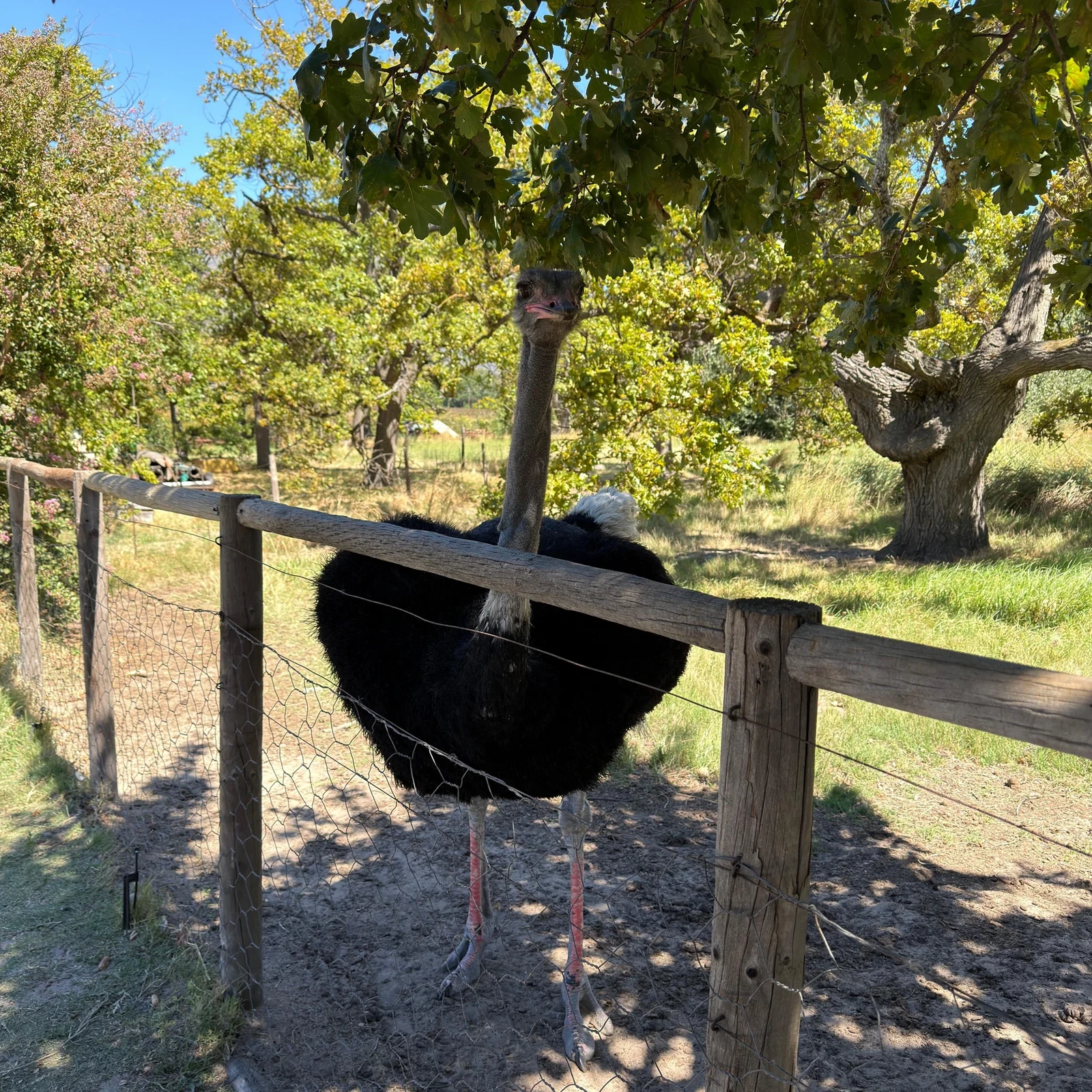 Three wine regions in one day from Cape Town