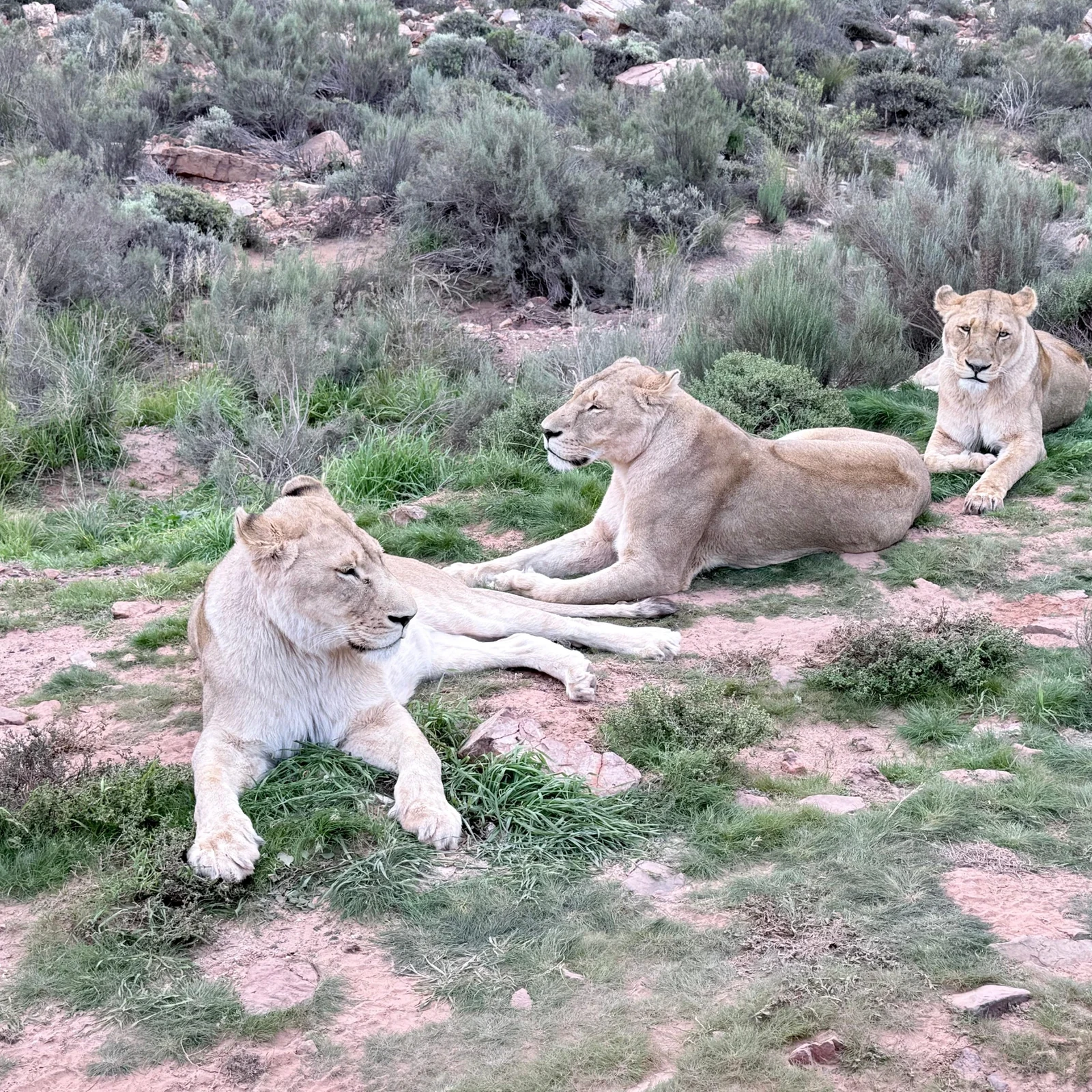 Faune, paysages et safari en véhicule ouvert depuis Le Cap