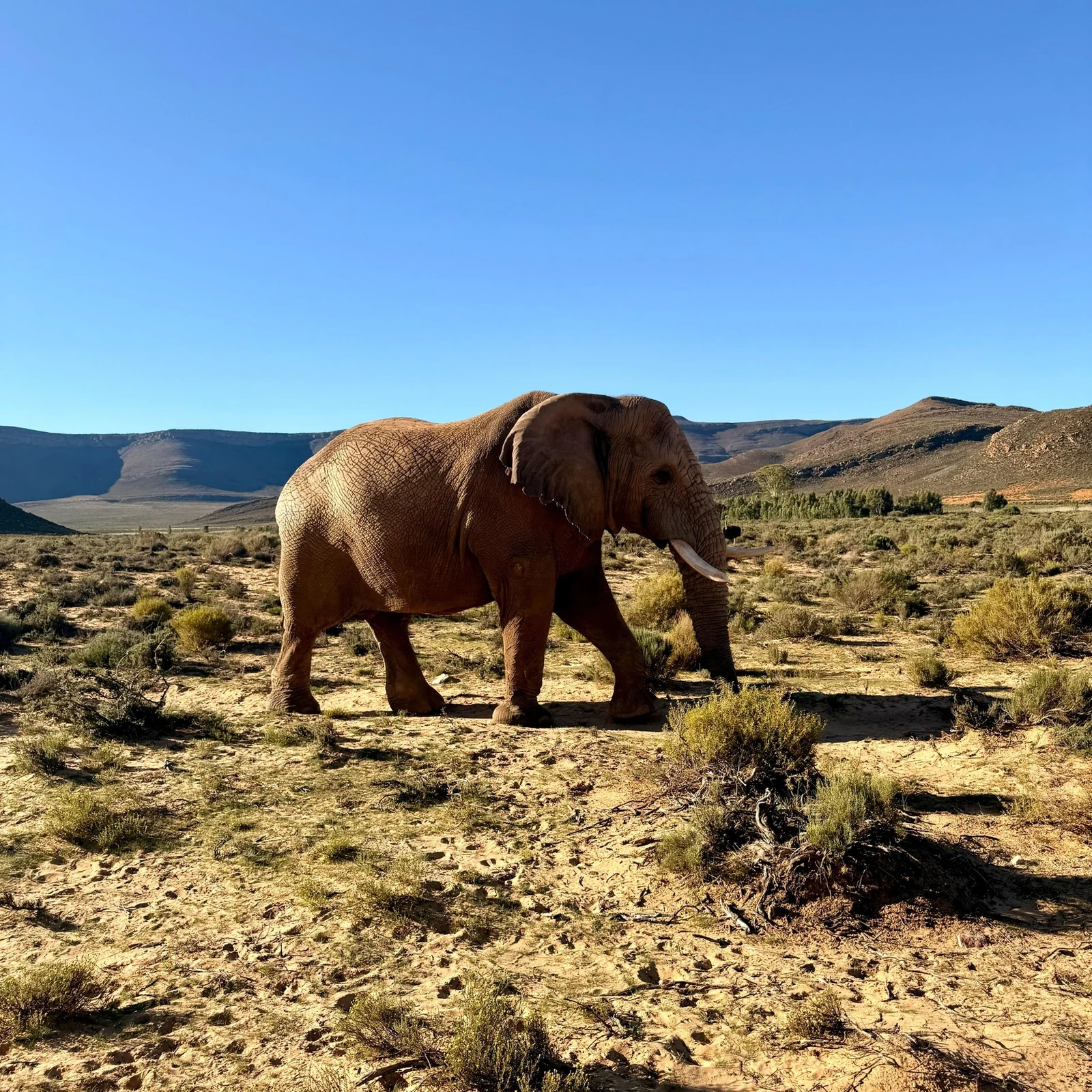 Fauna, paisajes y safari en 4x4 desde Ciudad del Cabo