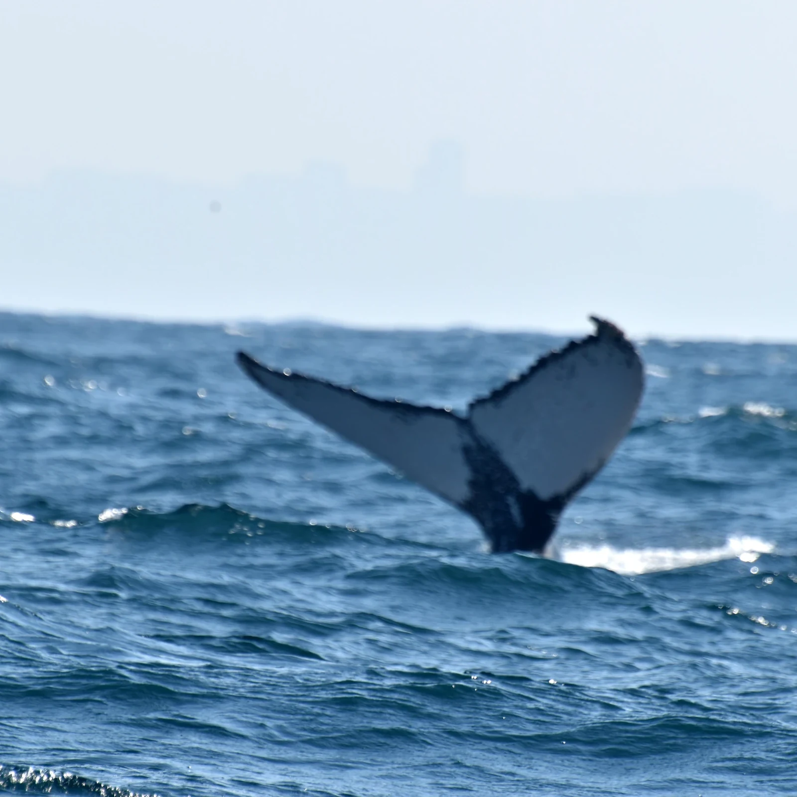 Partez à la recherche des baleines et des dauphins au large de Durban
