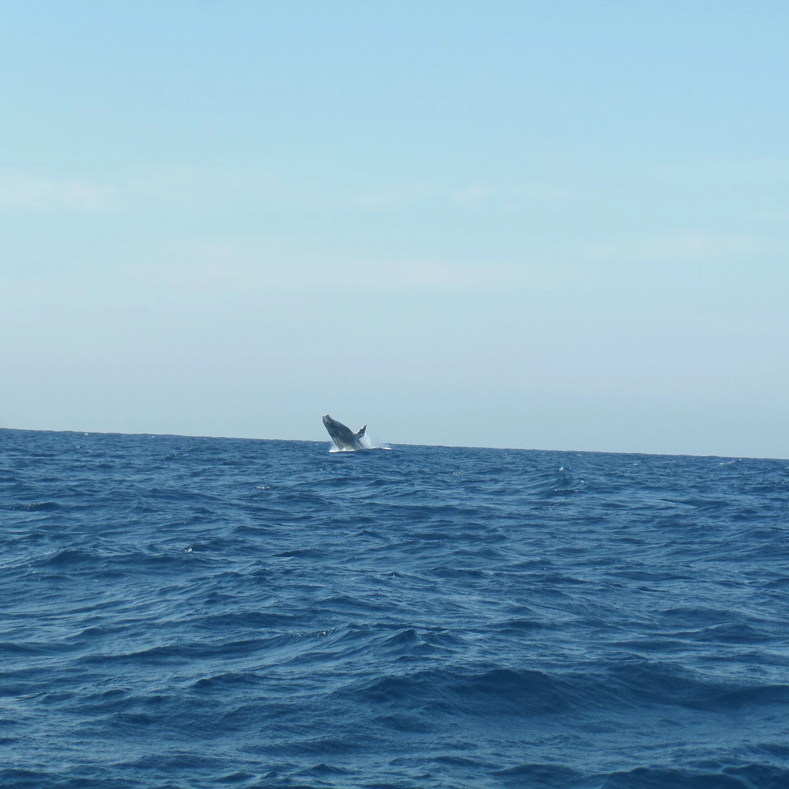 Partez à la recherche des baleines et des dauphins au large de Durban