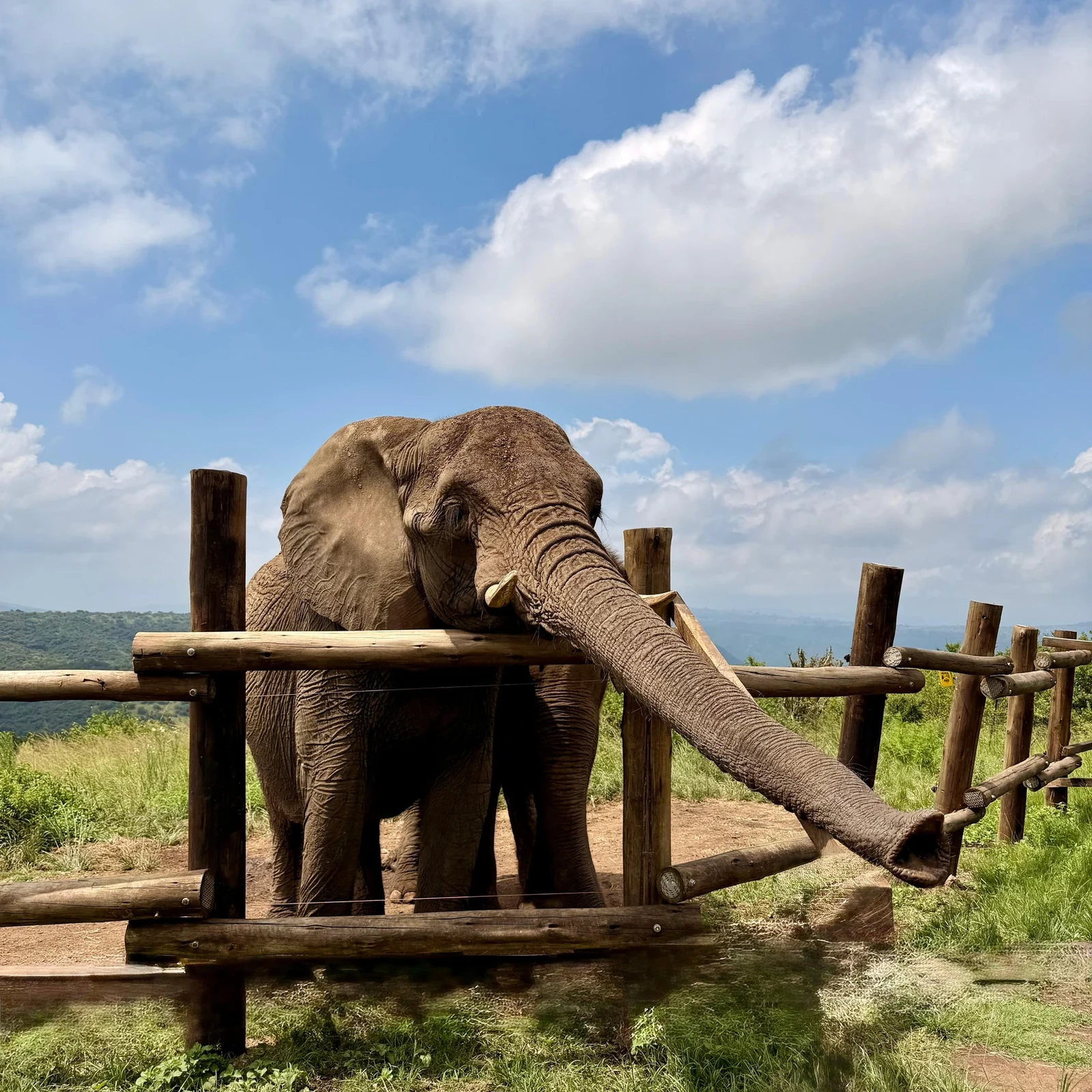 Talas Wildtiere und Greifvögel auf einem Ausflug ab Durban