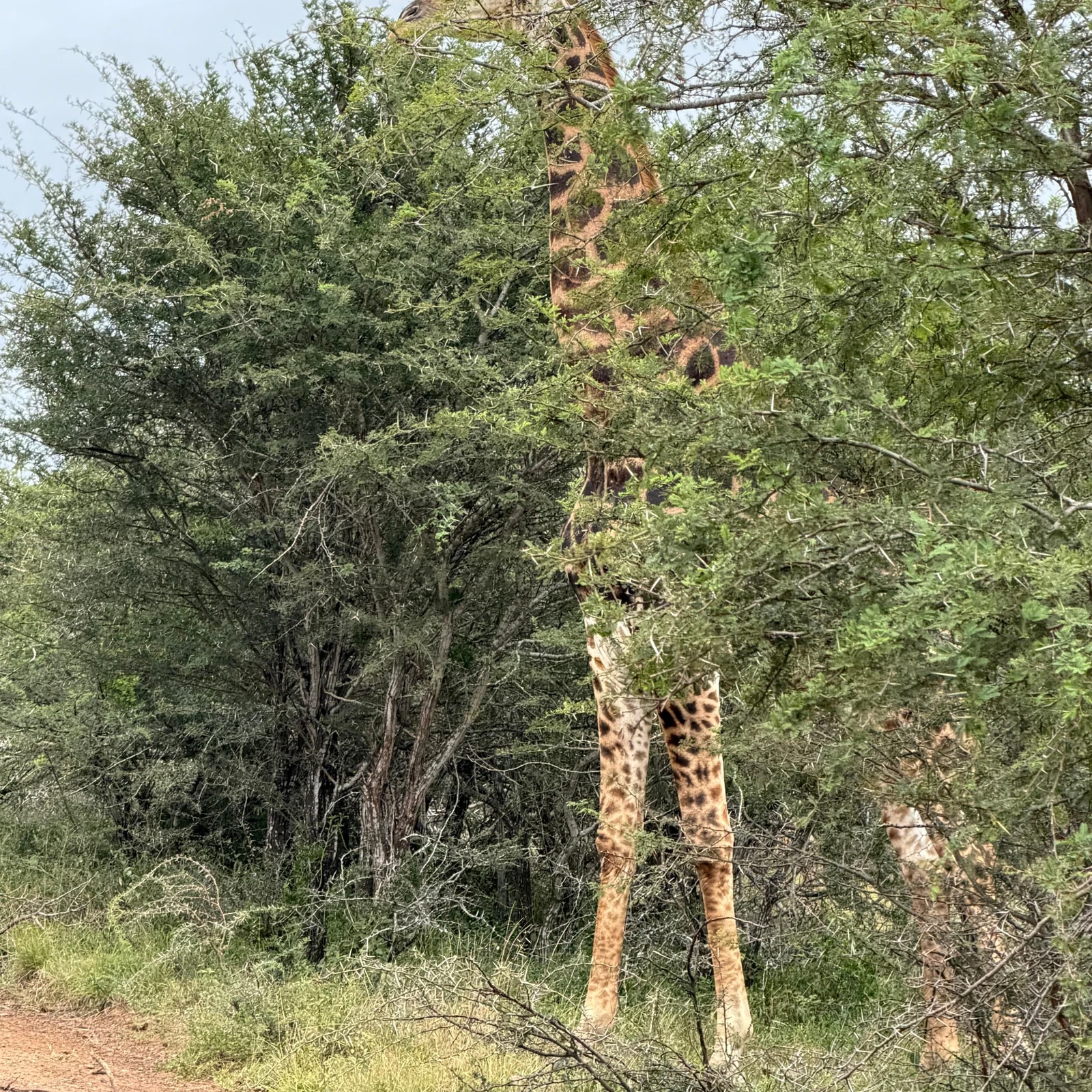 Zwei Naturparks in KwaZulu-Natal an einem Tag ab Durban