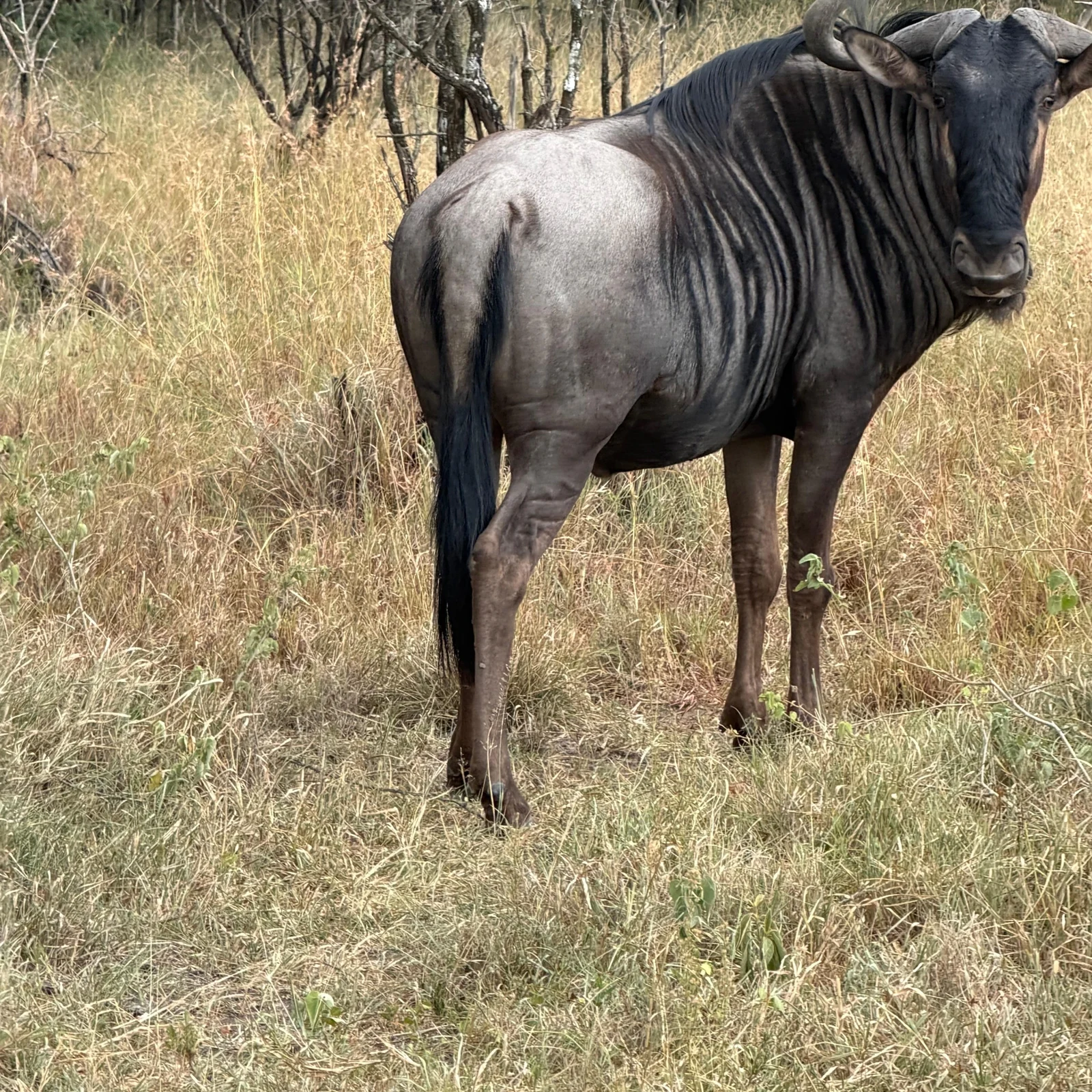 Experience two KwaZulu-Natal parks in one day from Durban