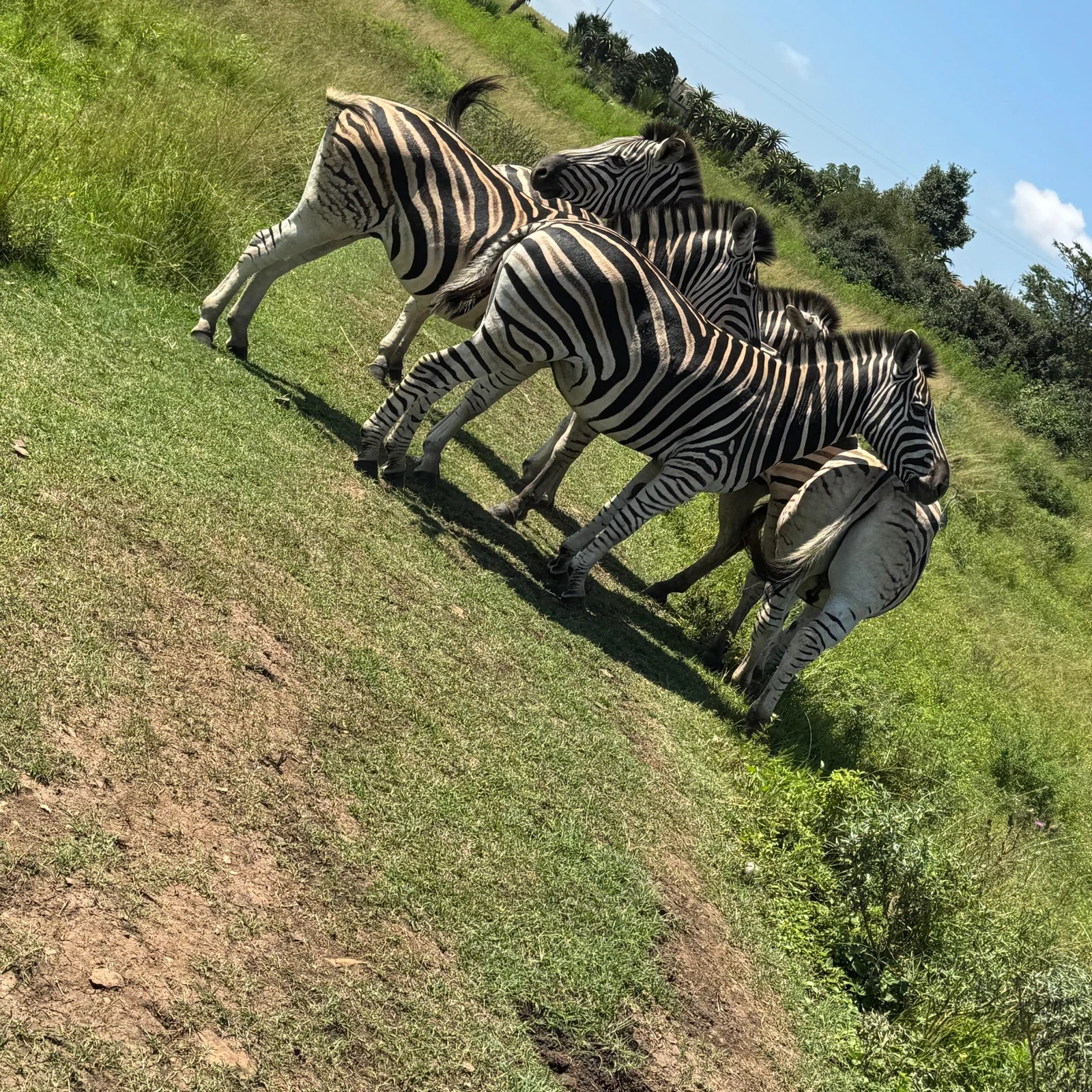 Tierwelt und Zulu-Kultur an einem Tag ab Durban