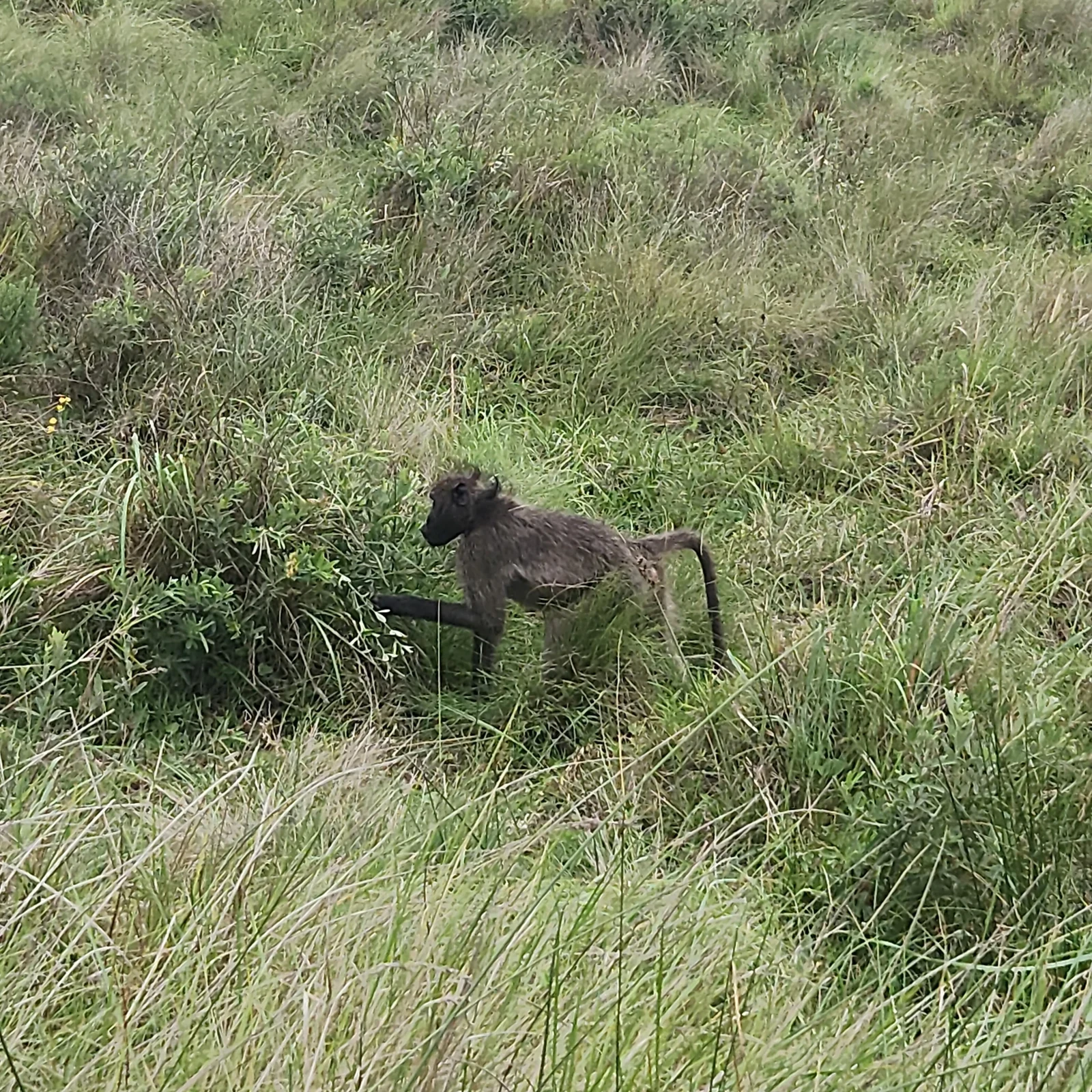Safari en véhicule ouvert à iSimangaliso depuis St Lucia