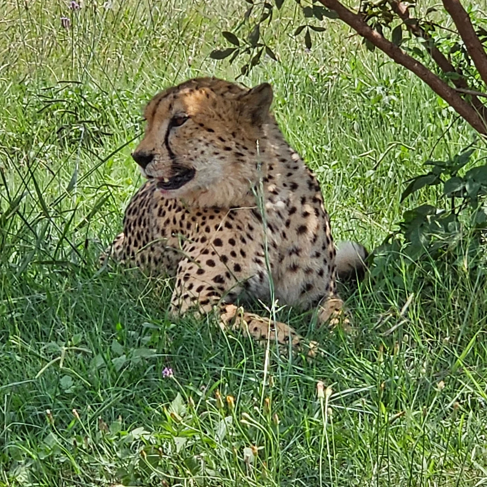 Private Rhino and Lion Park and Maropeng safari from Johannesburg