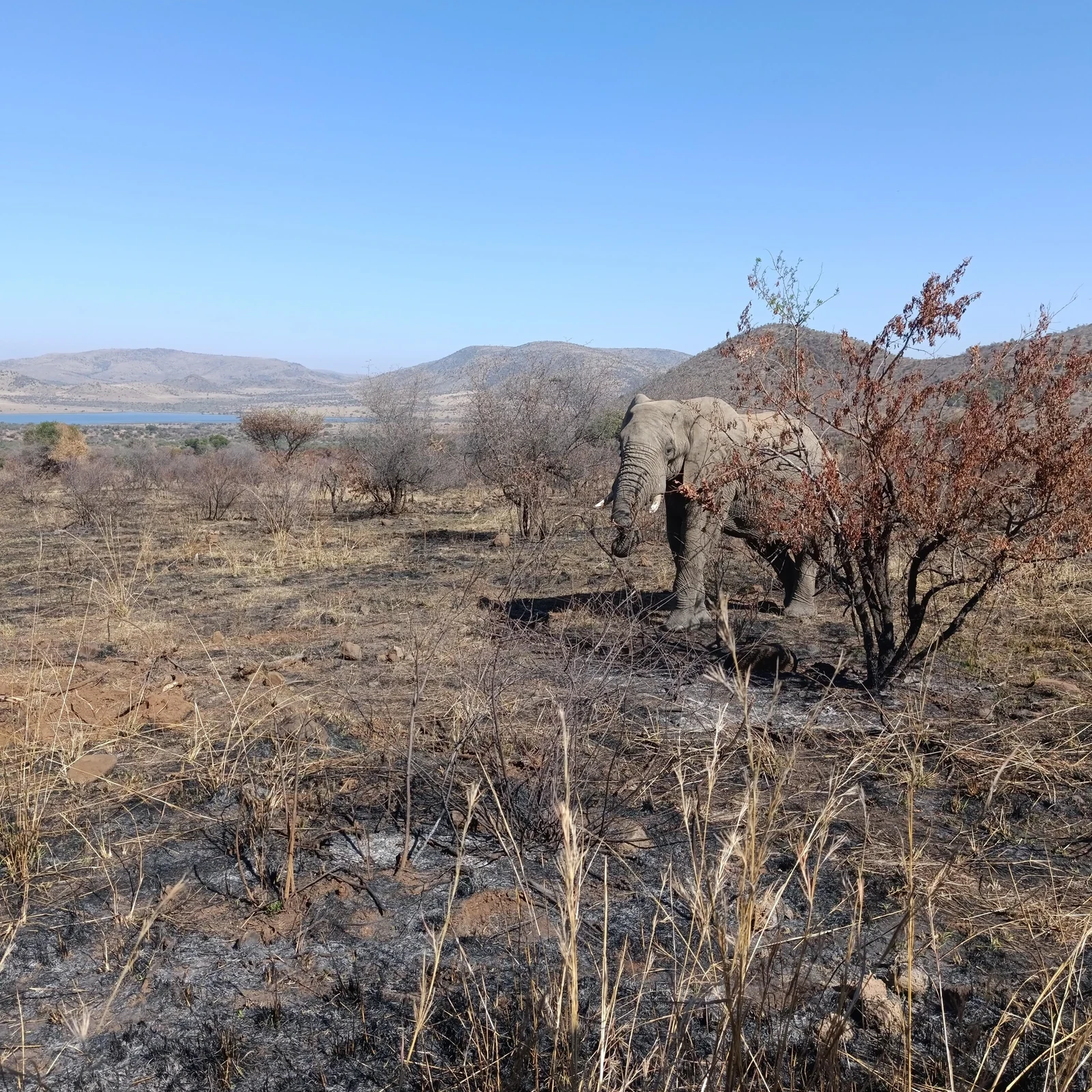 Full-day Pilanesberg safari from Johannesburg