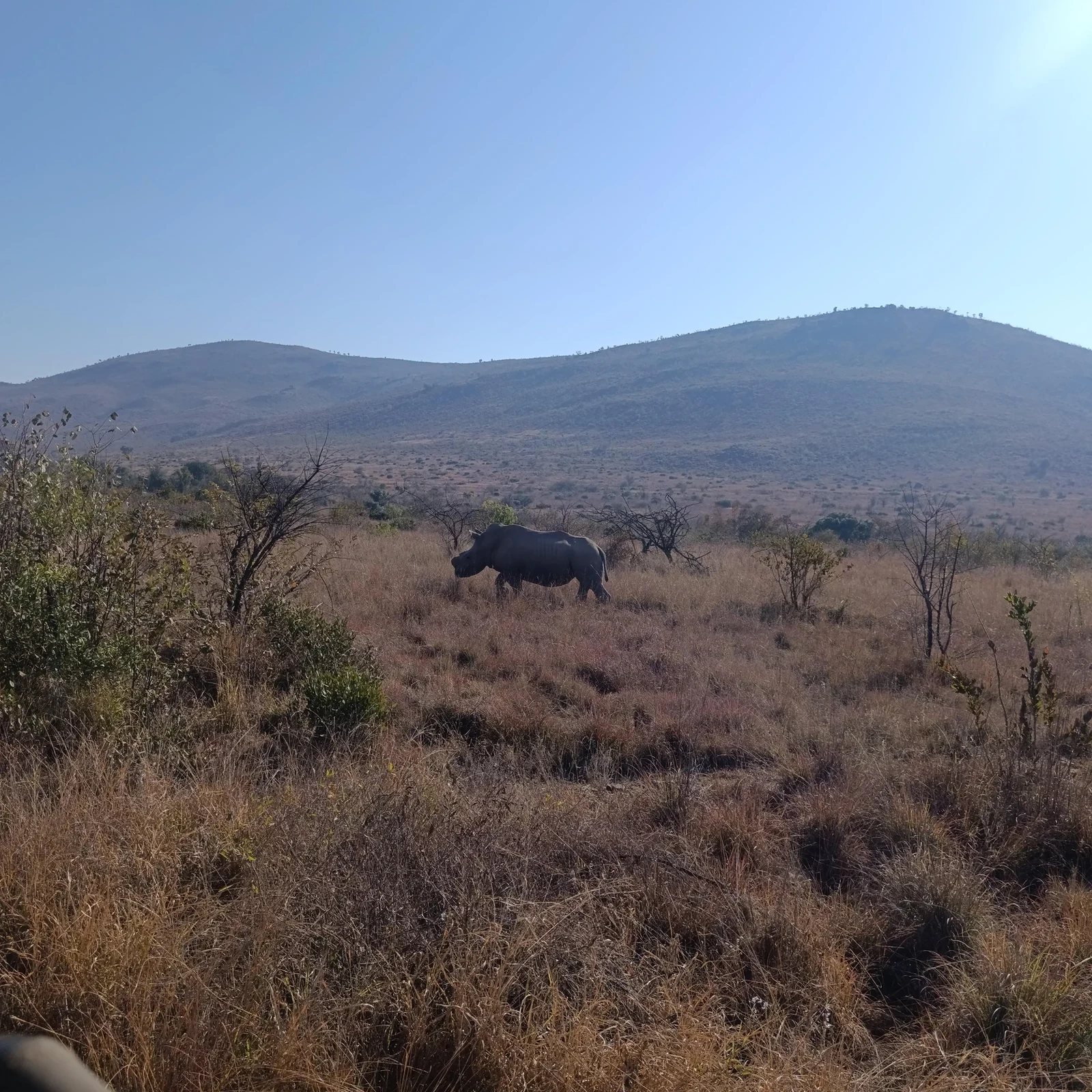 Zwei Pilanesberg Safarifahrten an einem Tag ab Johannesburg