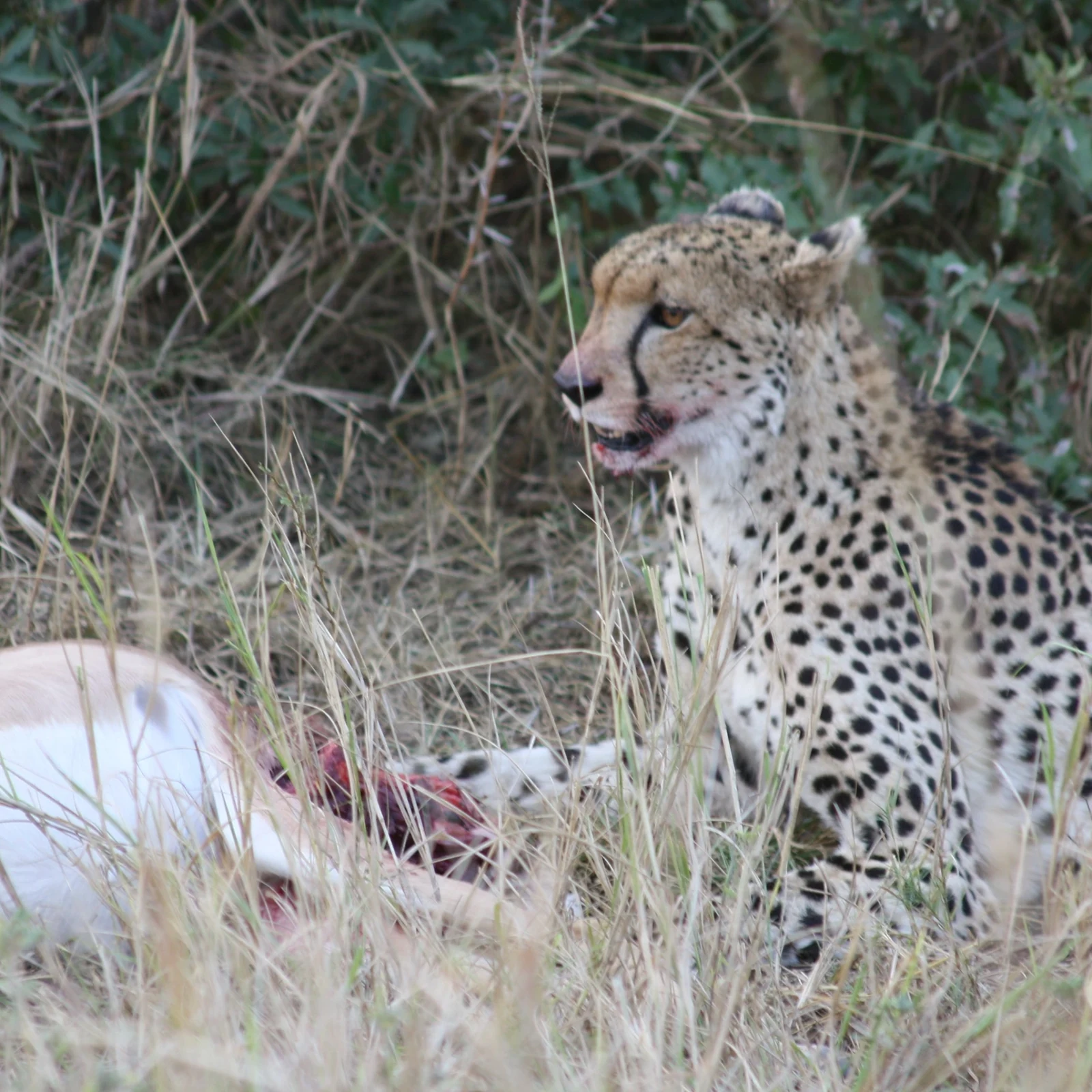 Conoce Kruger en un safari privado de un día