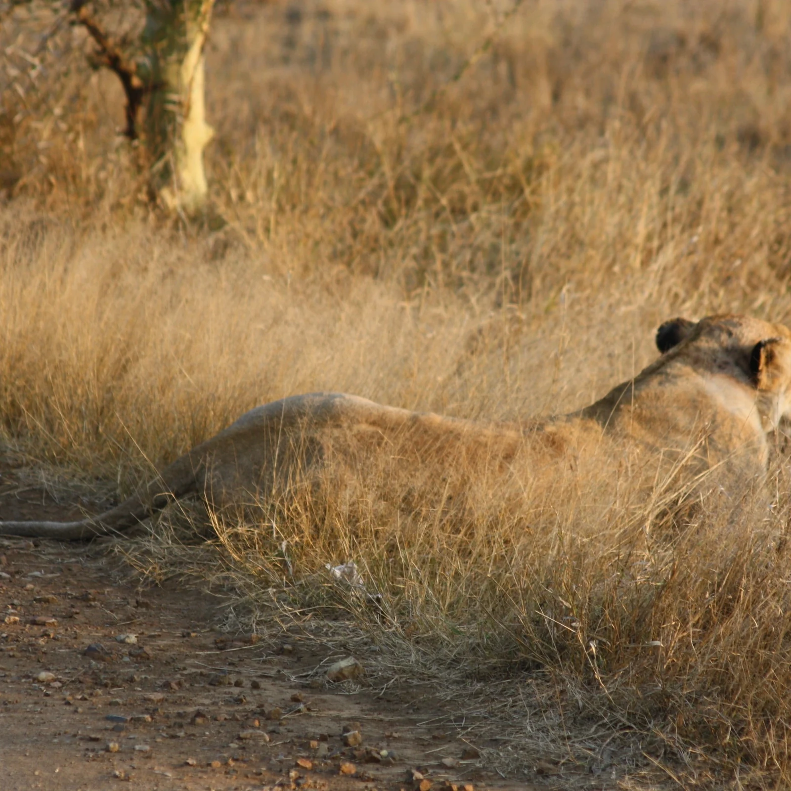 Conoce Kruger en un safari privado de un día
