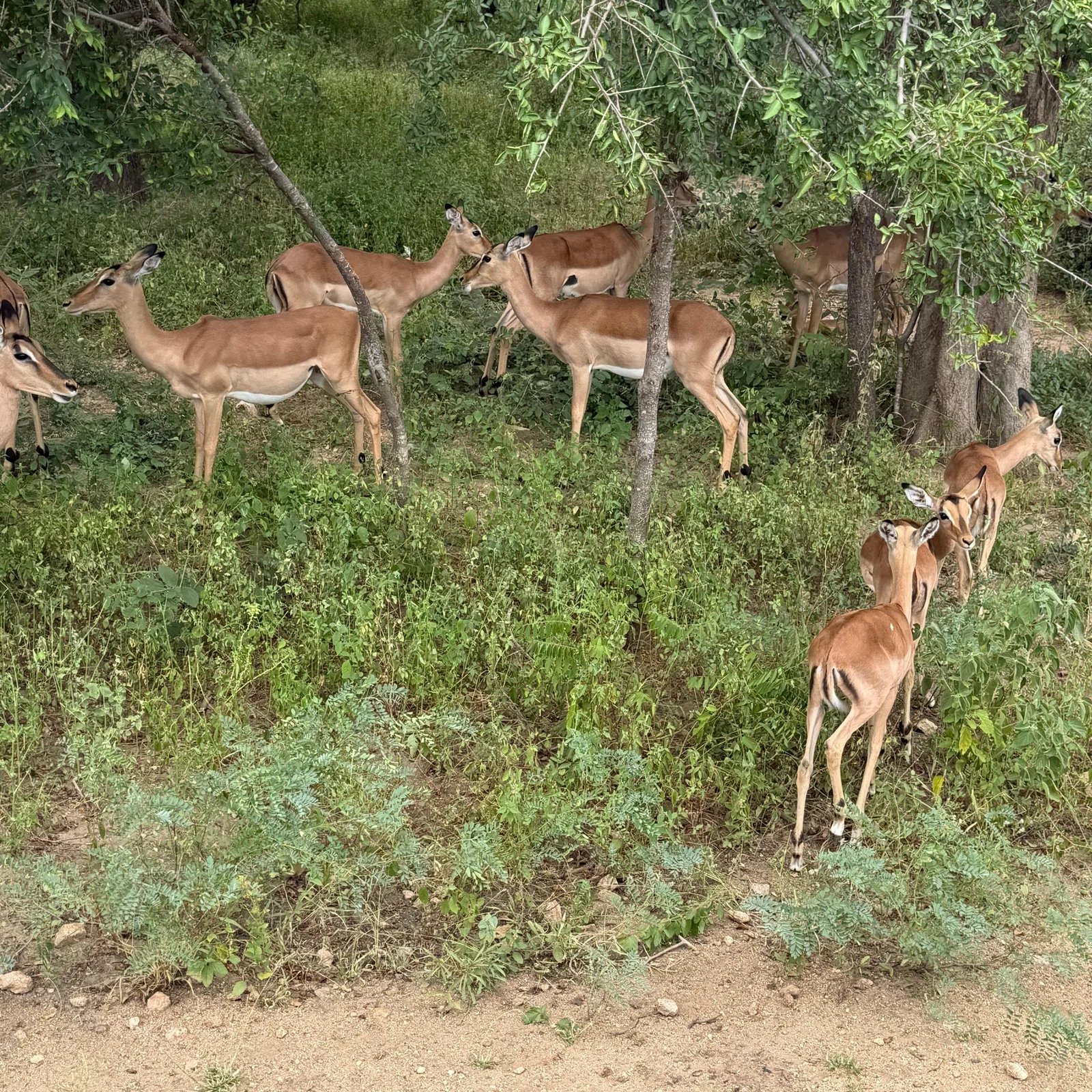 Tres días entre Blue Canyon, Kruger y la sabana