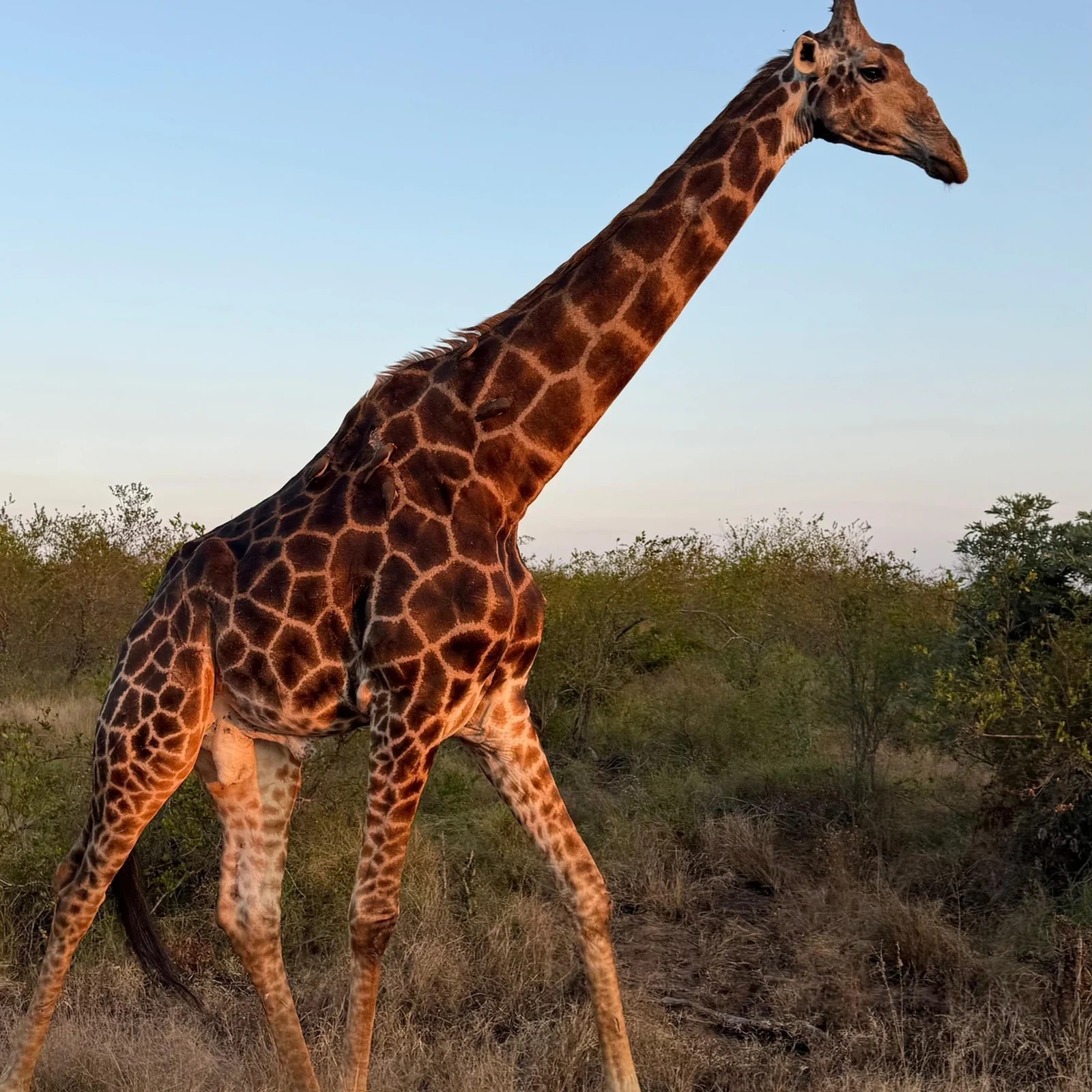 Cuatro días entre Balule, Kruger y Blyde River Canyon