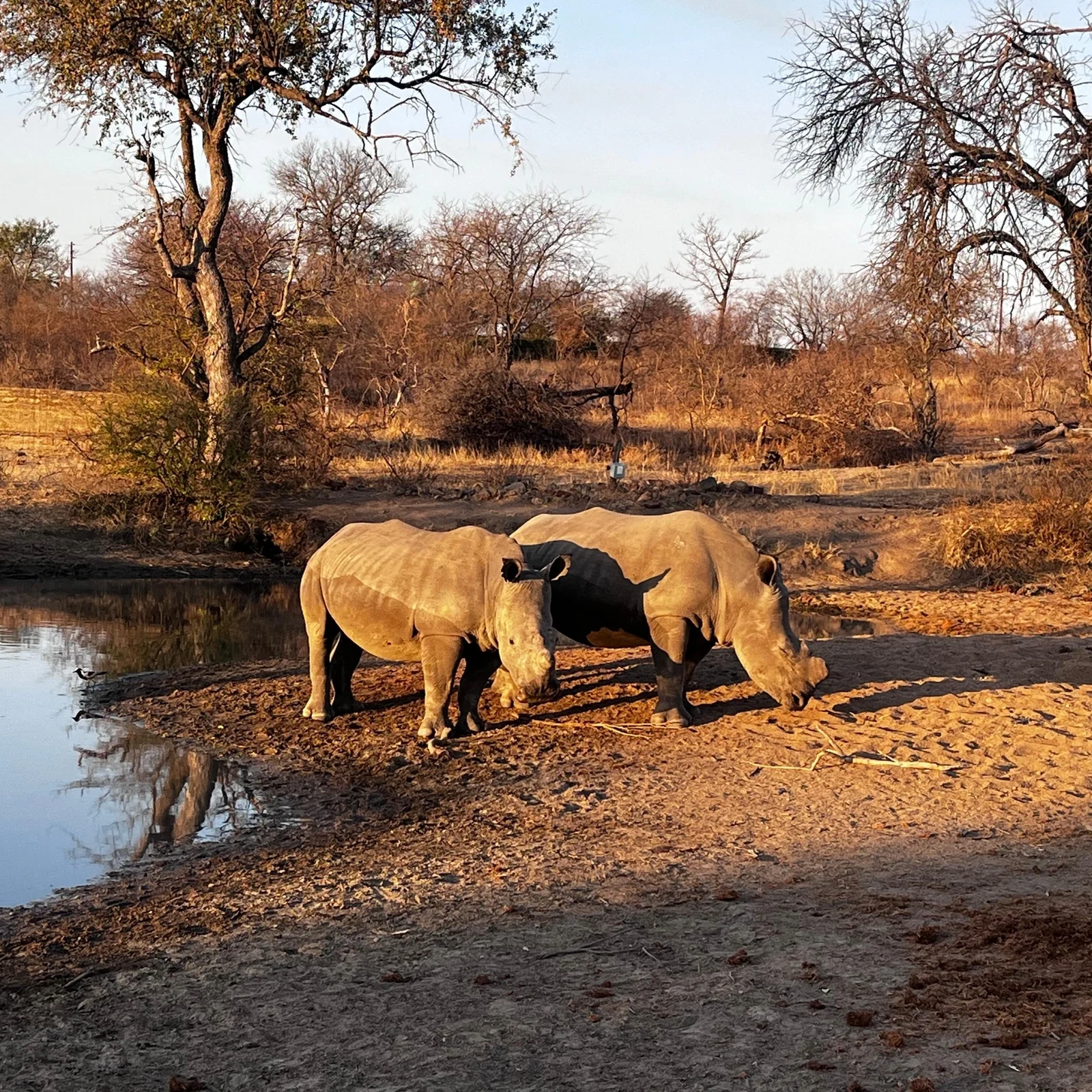 Cuatro días entre Balule, Kruger y Blyde River Canyon