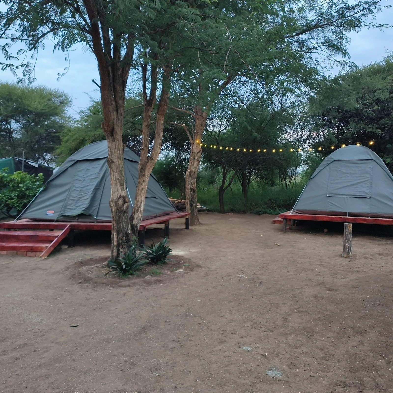 Zwei Safaritage und eine Nacht im Zelt in Pilanesberg