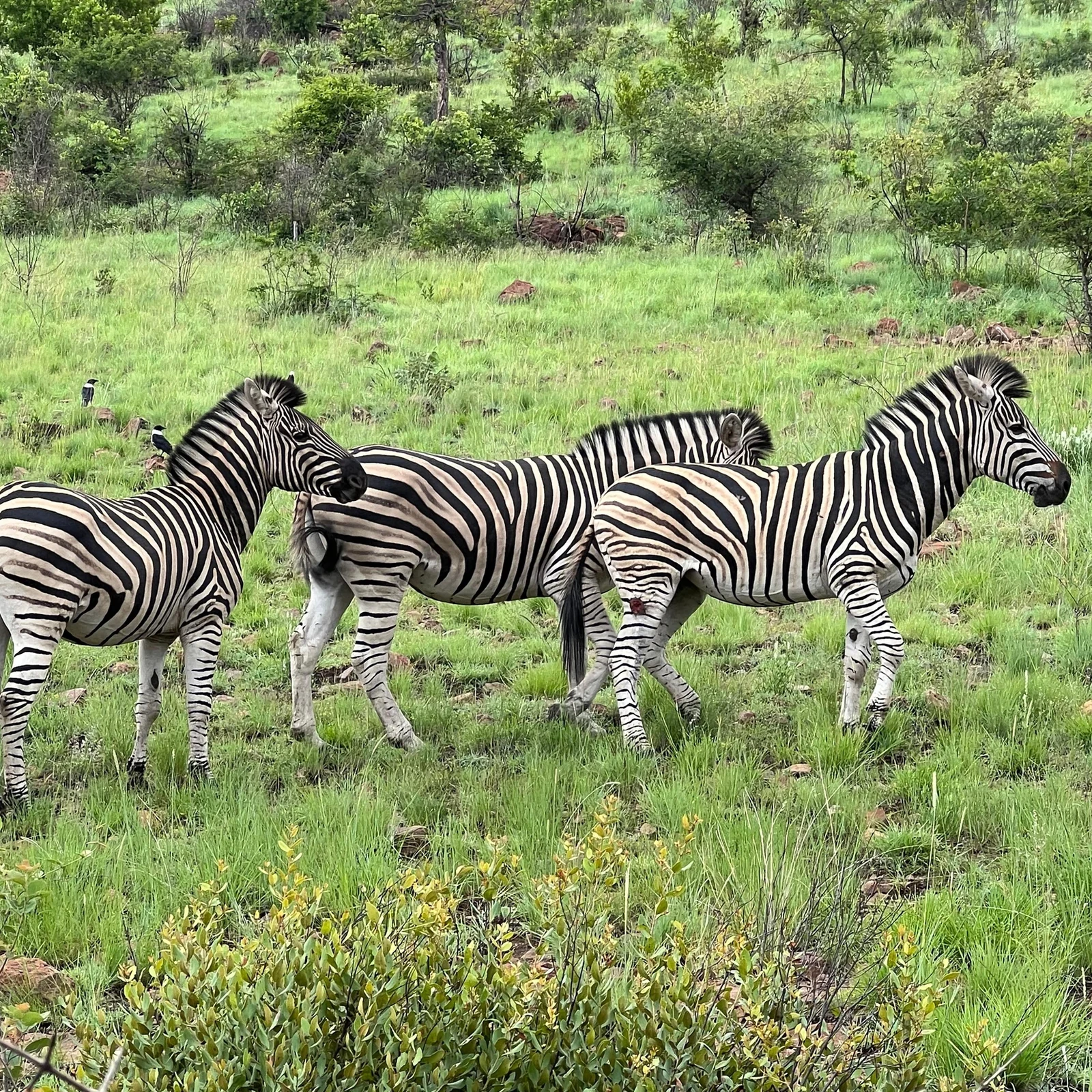 Deux jours de safari et une nuit sous tente à Pilanesberg