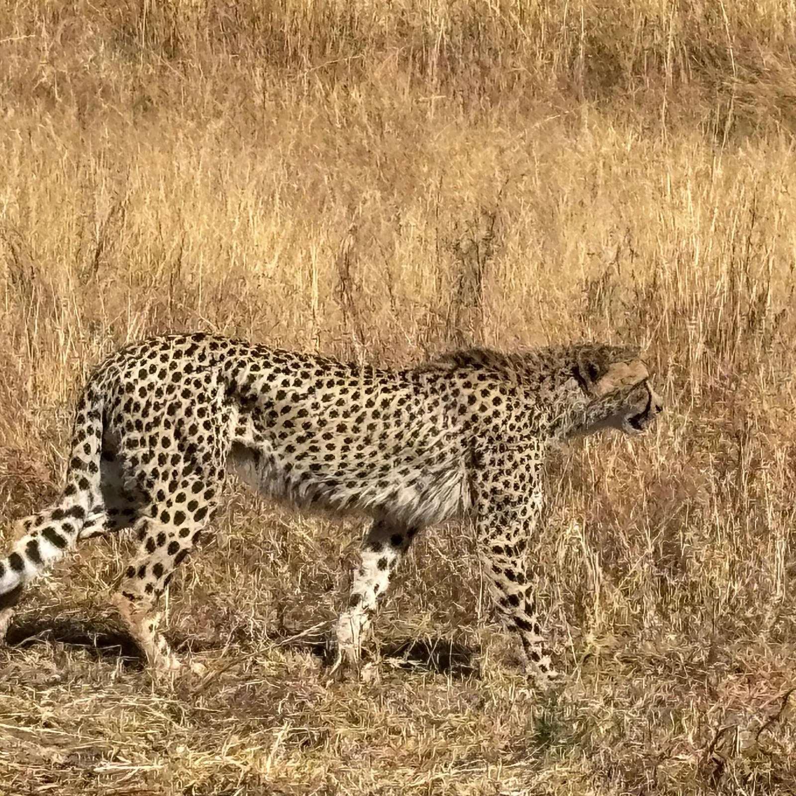 Deux jours de safari et une nuit sous tente à Pilanesberg