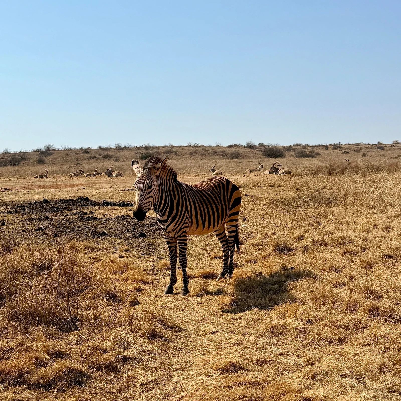 Un safari de medio día desde Johannesburgo o Pretoria