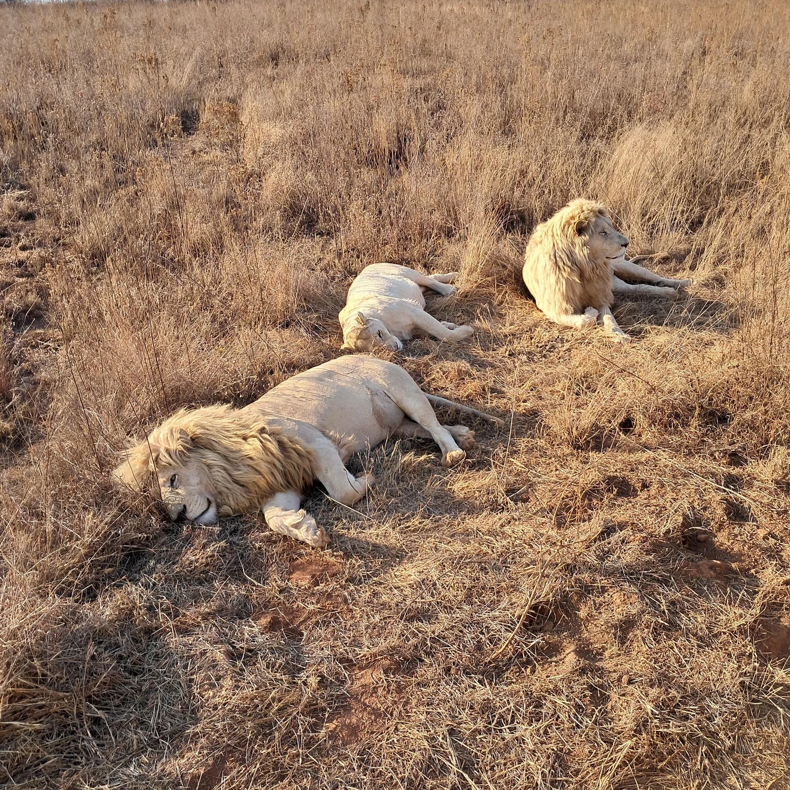 Eine Halbtagessafari ab Johannesburg oder Pretoria