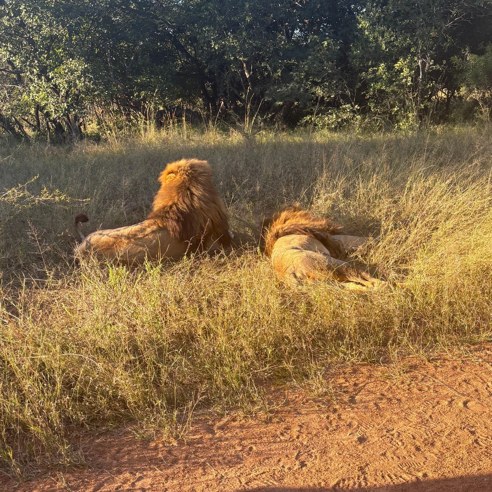 Walk near young lions with trained guides