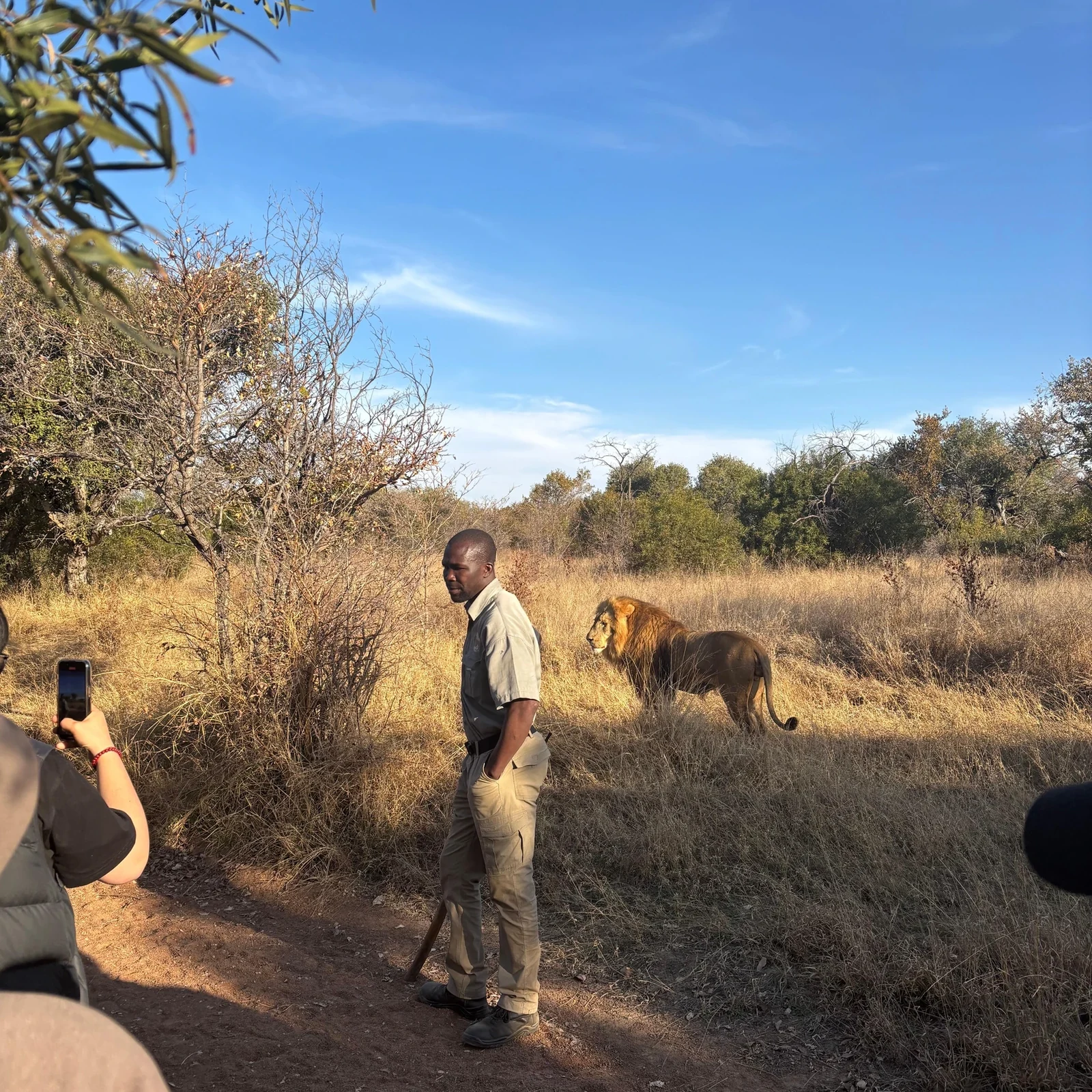 Walk near young lions with trained guides