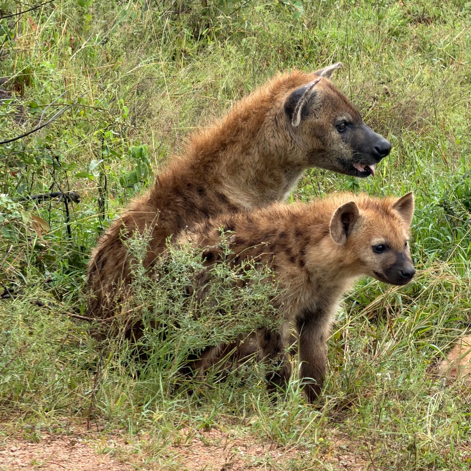 Vier Tage voller Tierwelt, Naturschutz und Campleben im Kruger