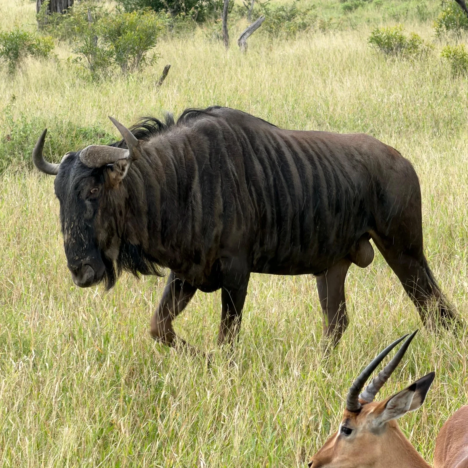 Vier Tage voller Tierwelt, Naturschutz und Campleben im Kruger