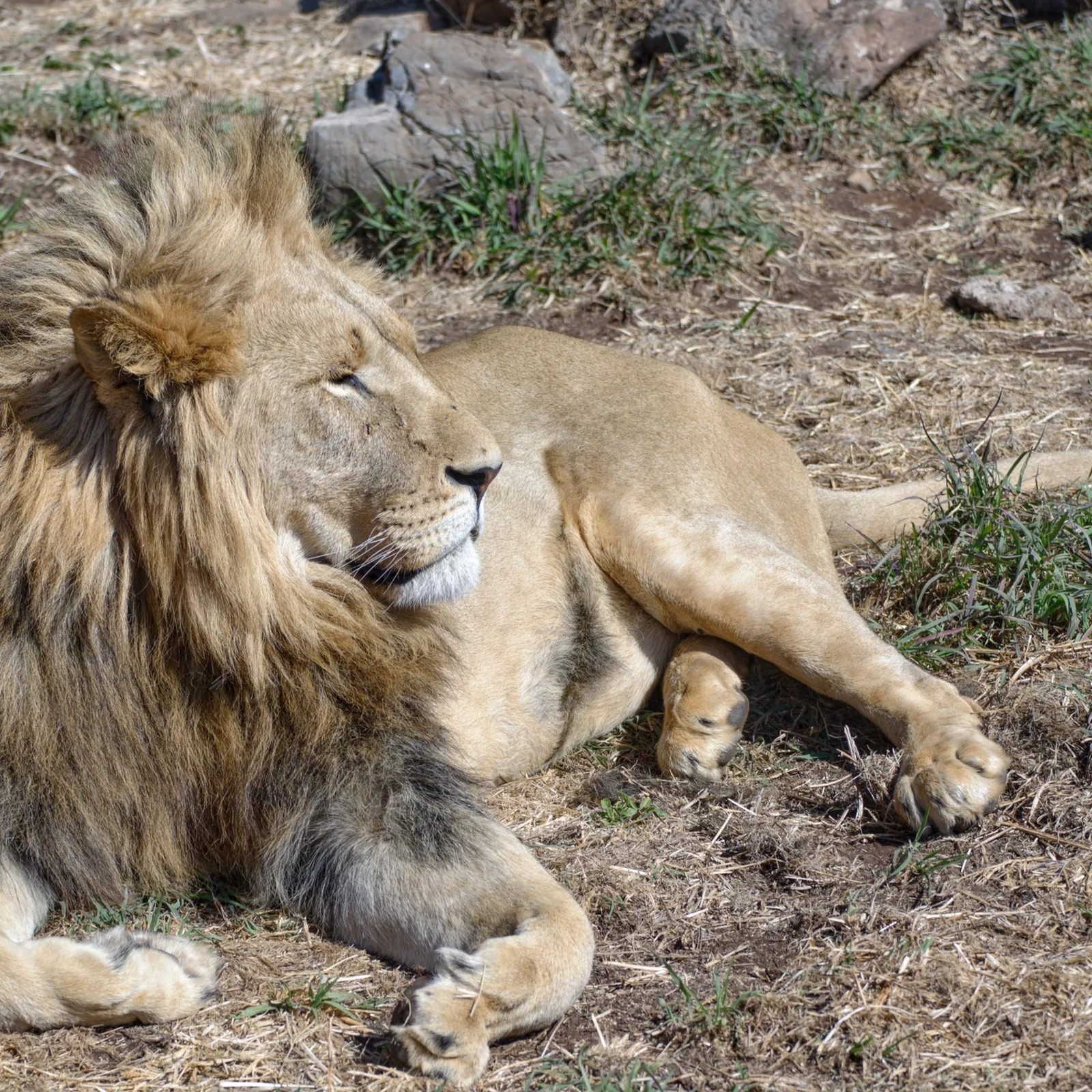 Tour privado por Pretoria y Lion & Safari Park