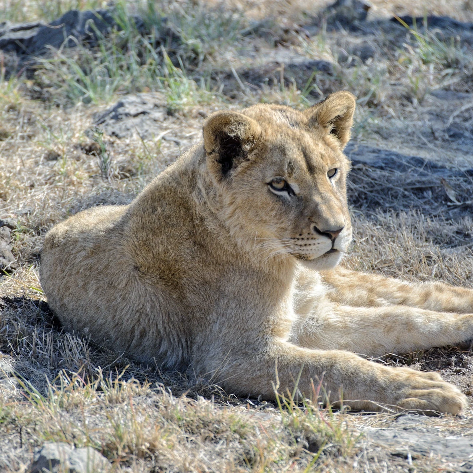 Pretoria und Lion & Safari Park an einem privaten Ausflugstag