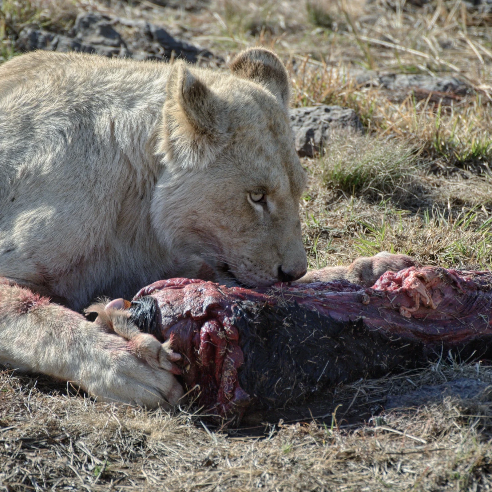 Pretoria und Lion & Safari Park an einem privaten Ausflugstag