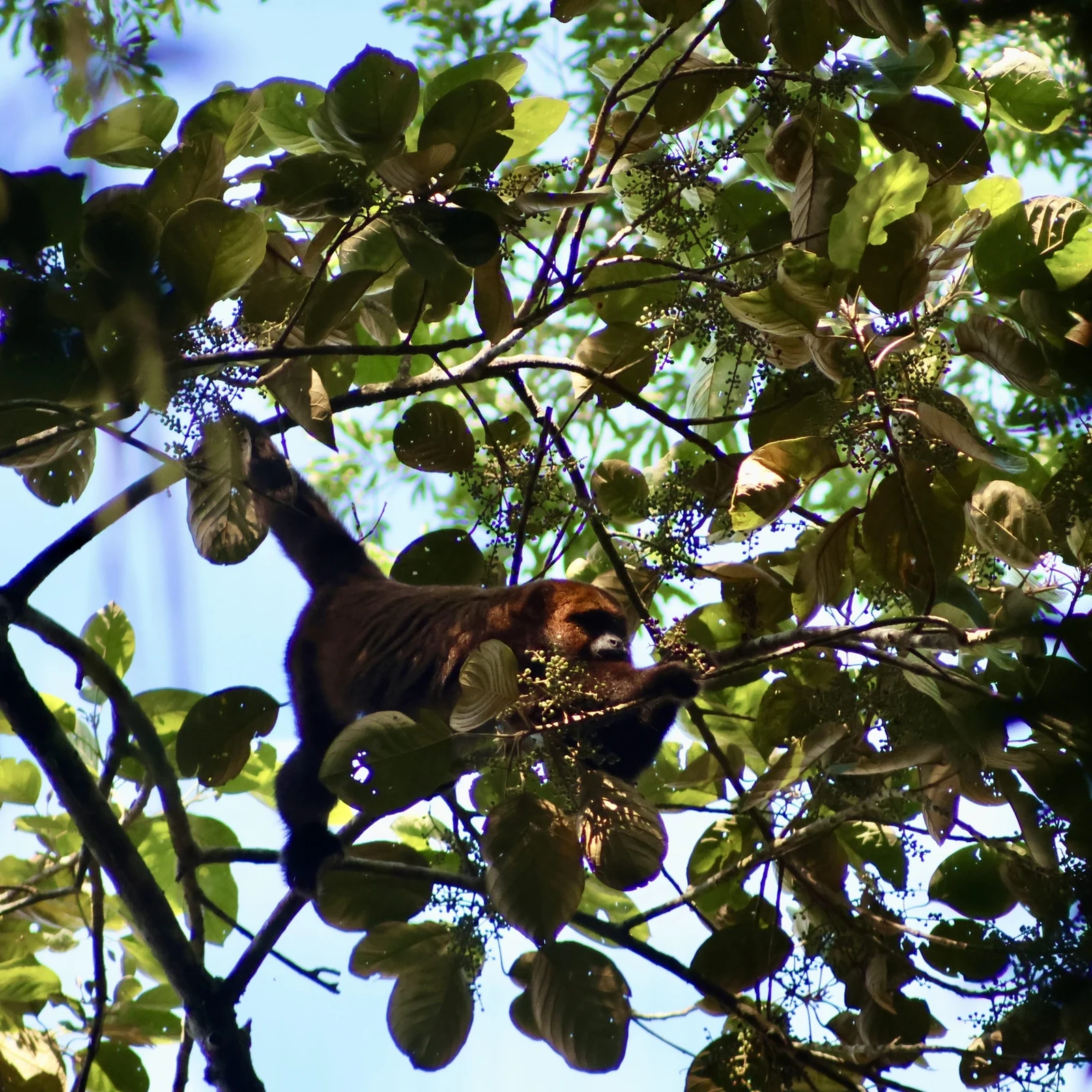 Tijuca National Park: rainforest hike, waterfalls and caves